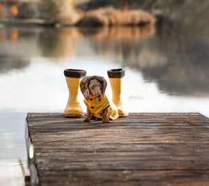 kleiner Hund im gelben Regenmantel am Wasser