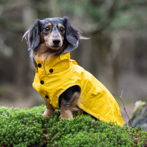 Hunde Regenmantel Dackel     - von rukka Pets kaufen bei leopolds-finest