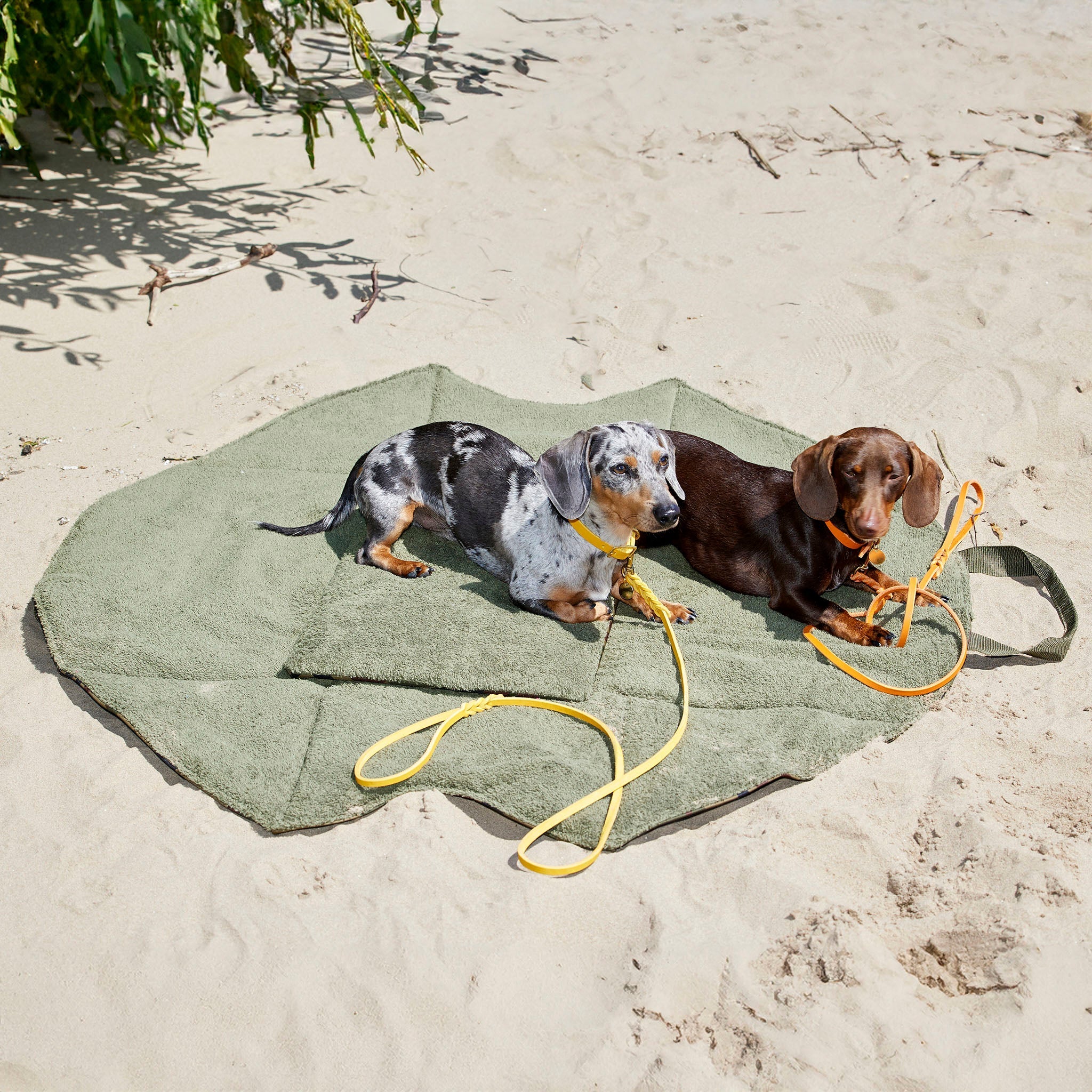Zwei Dackel am Strand in einer ausgebreiteten Hundetasche als Decke
