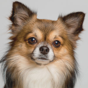 Chihuahua - die kleinste Hunderasse der Welt