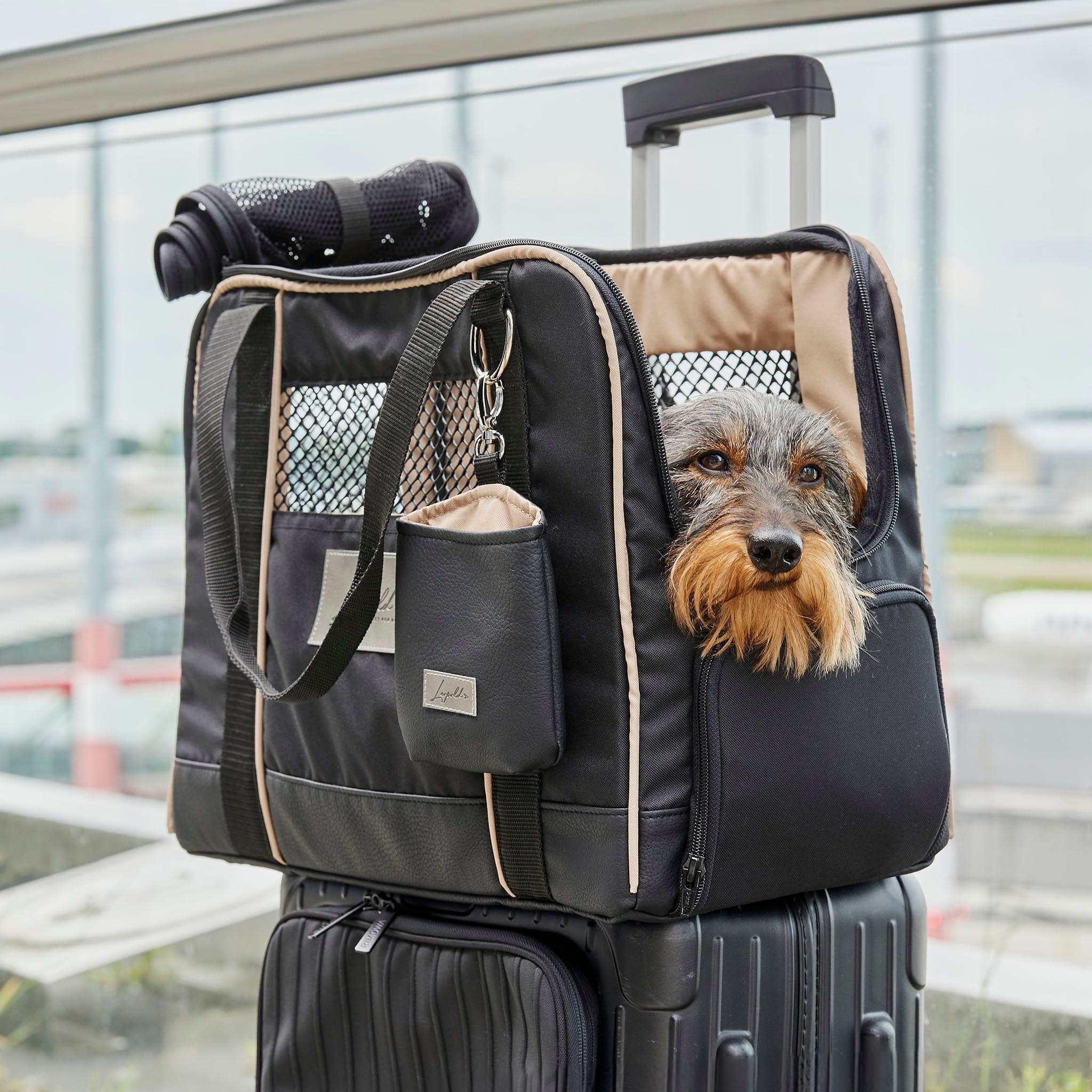 Fliegen mit dem Hund: gut vorbereitet in den Urlaub starten