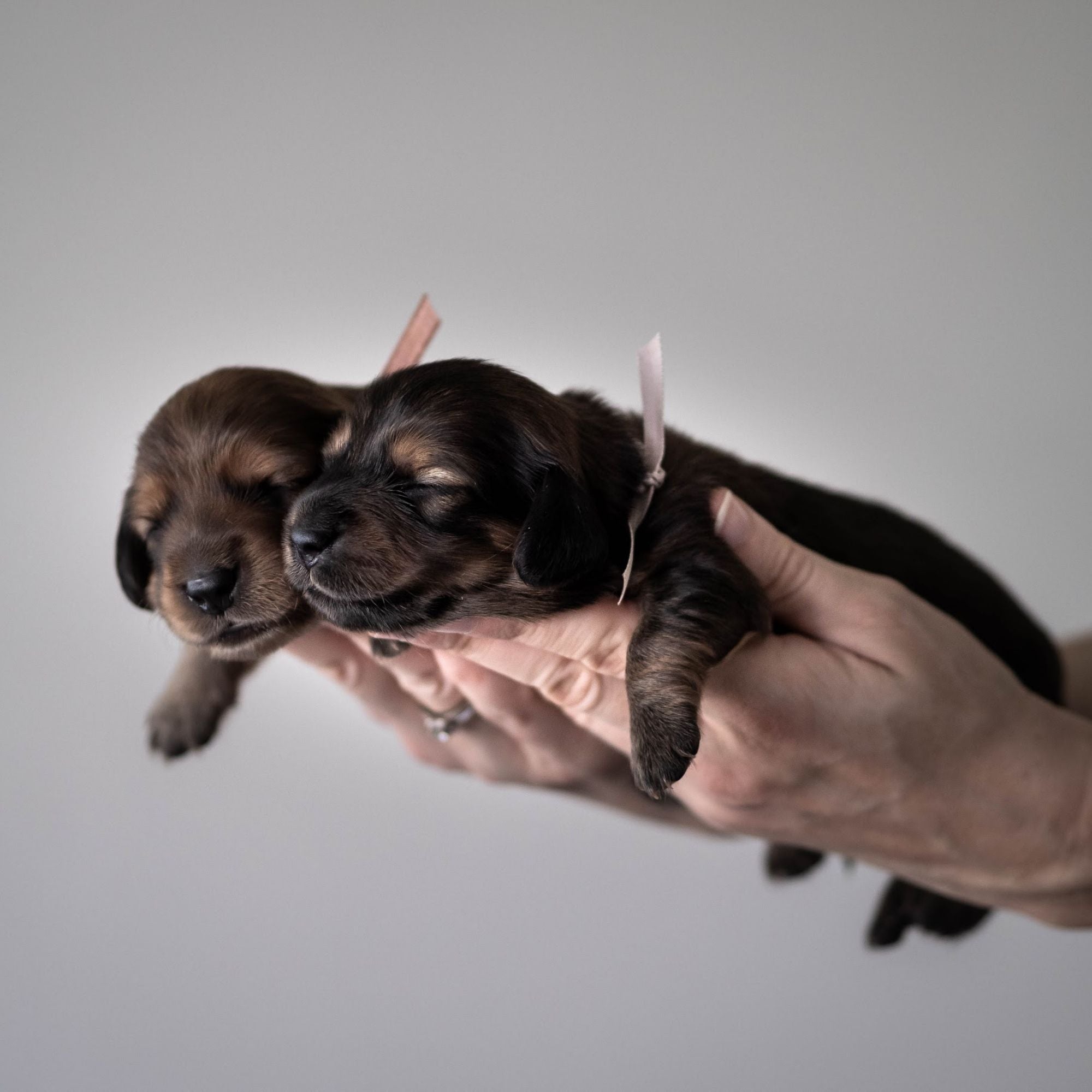 Zwei Welpen auf einander Hand. Titel bild von unserem Blockbeitrag über Welpen