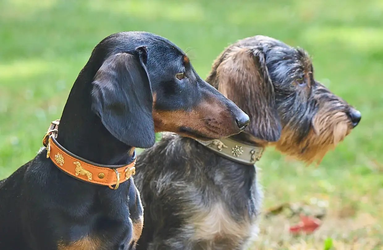 Hundehalsbänder für Dackel und kleine Hunde