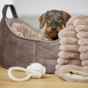 Leopold's Finest Dackel im Hundebett