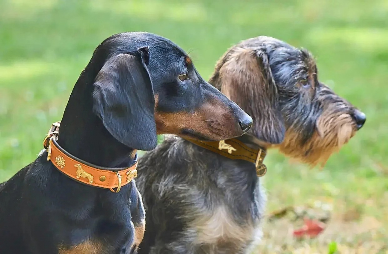 Hundehalsbnder fr Dackel und kleine Hunde | Leopold's Finest for dogs