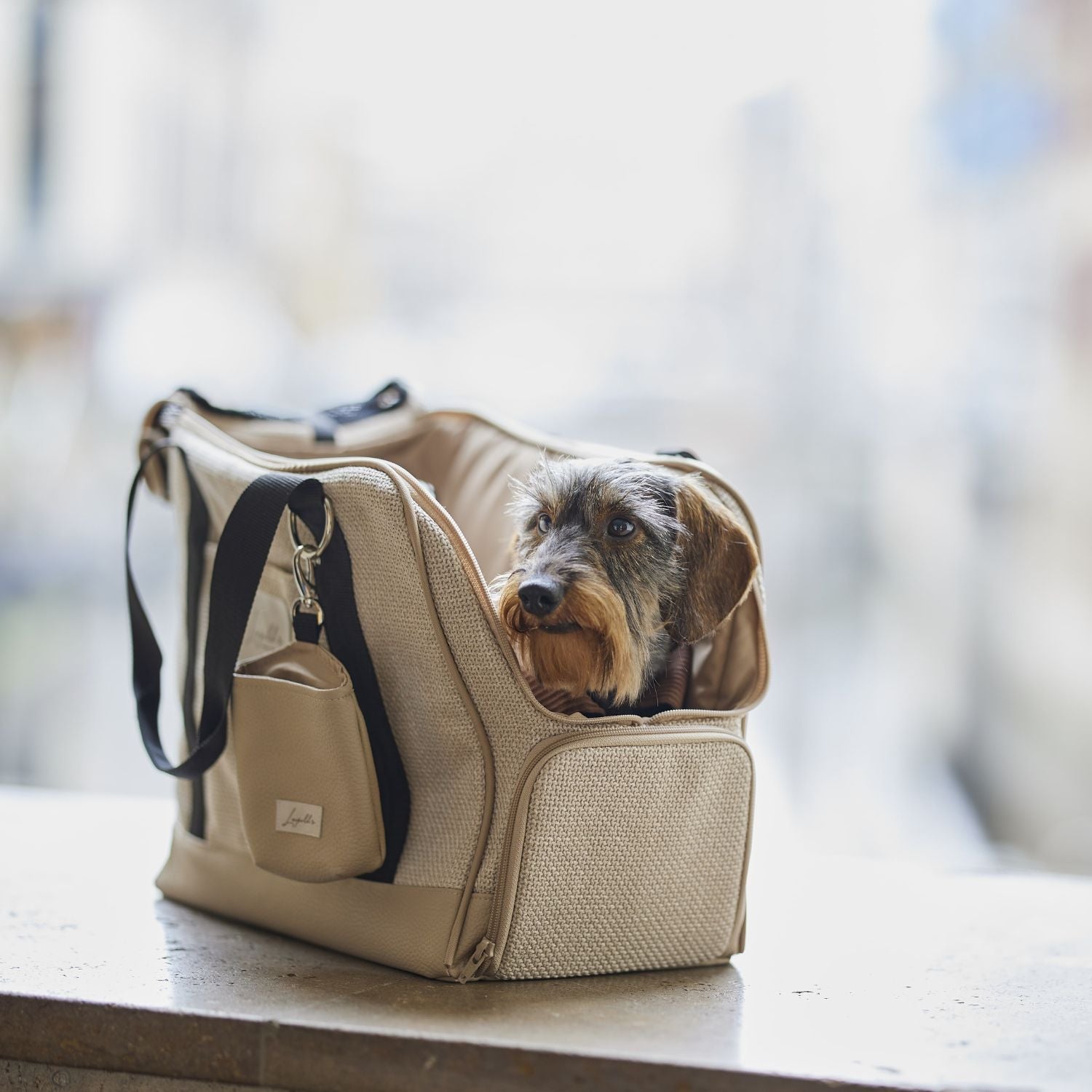 Flugtasche für den Hund zum Reisen