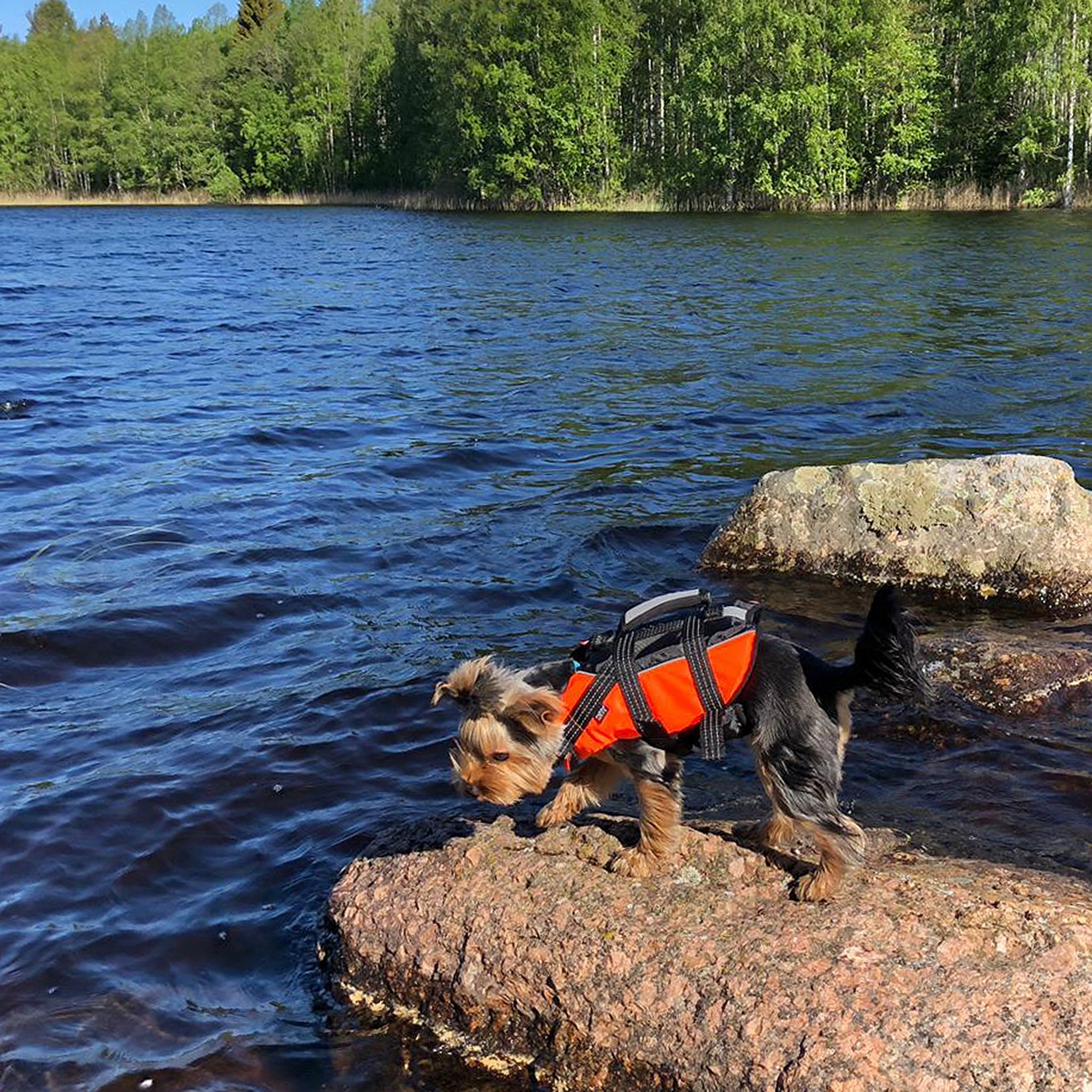 Schwimmwesten für Dackel & kleine Hunde