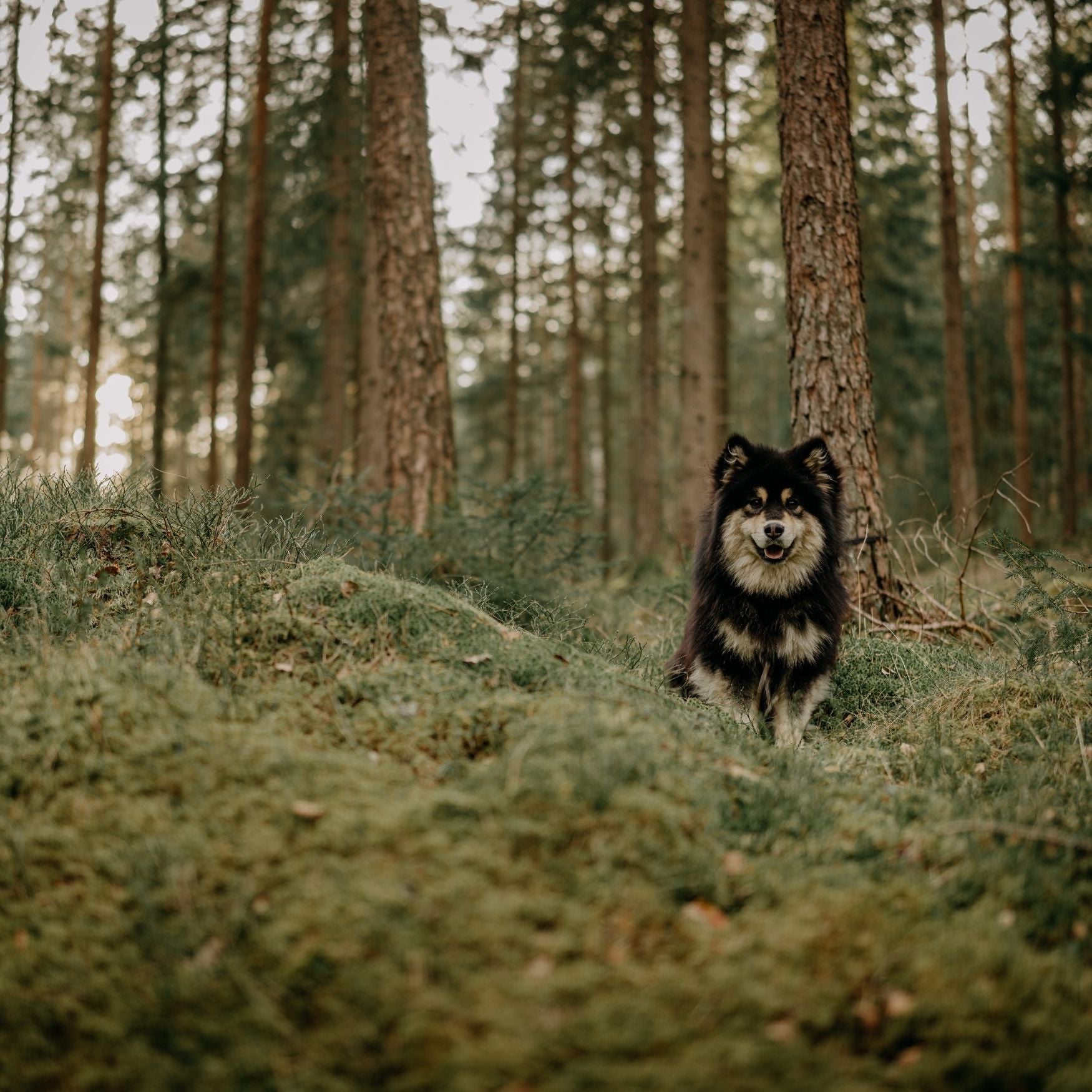 Kleiner Hund im Wald gespannte auf alle Abendteuer