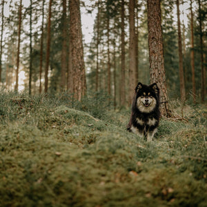 Kleiner Hund im Wald gespannte auf alle Abendteuer