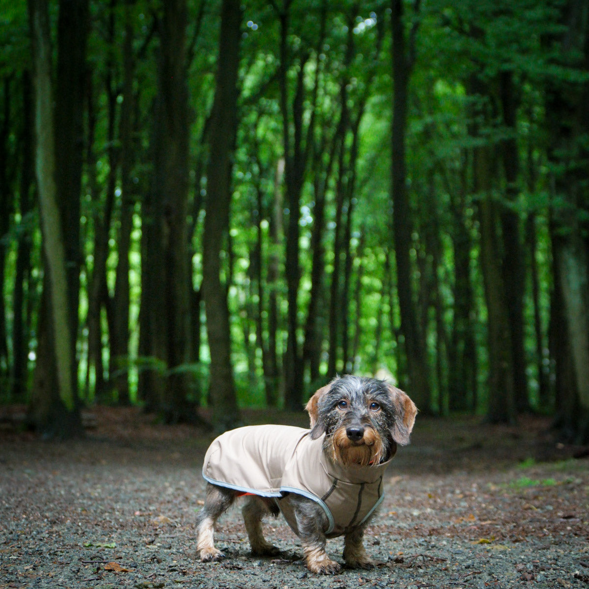 Hunderegenmantel