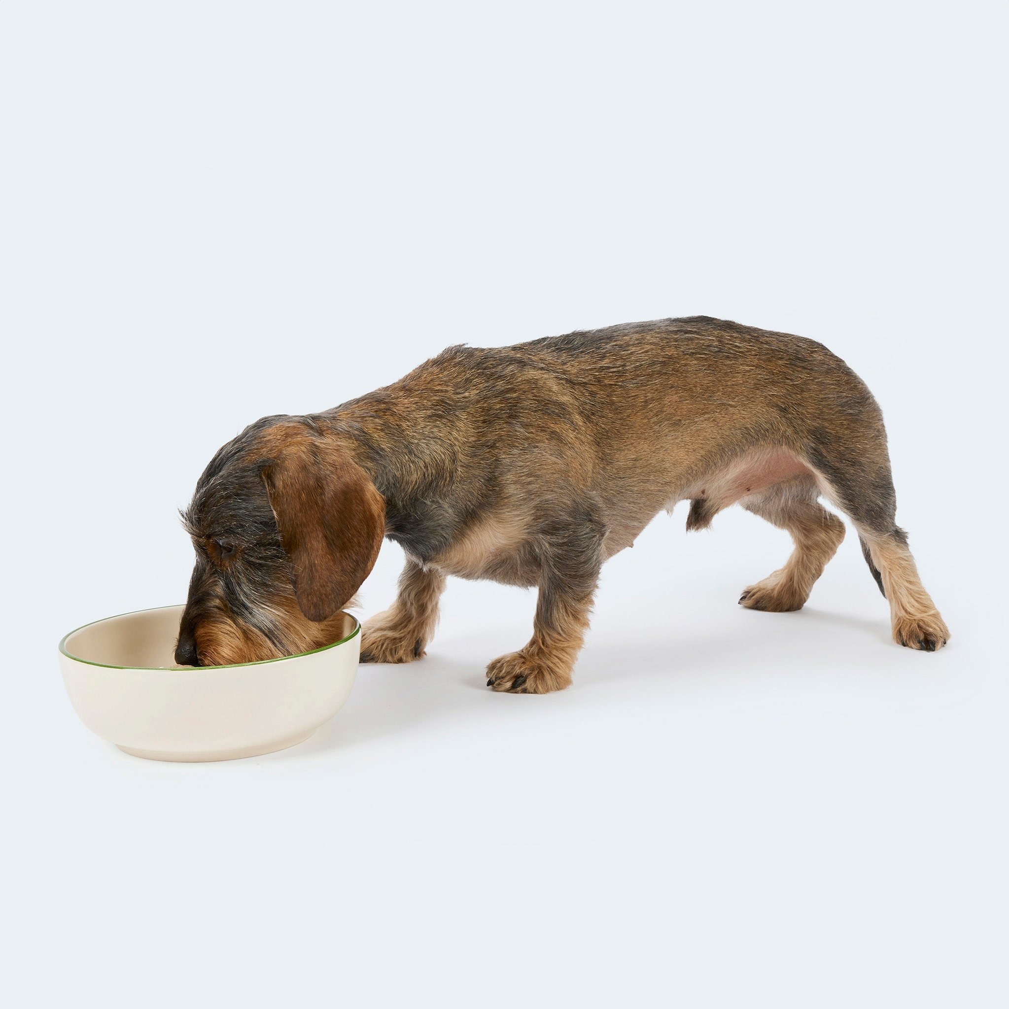 Hundefutter für kleine und größere Hunde