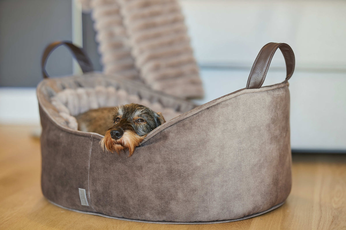 Dackel- und Hundezubehör für Zuhause