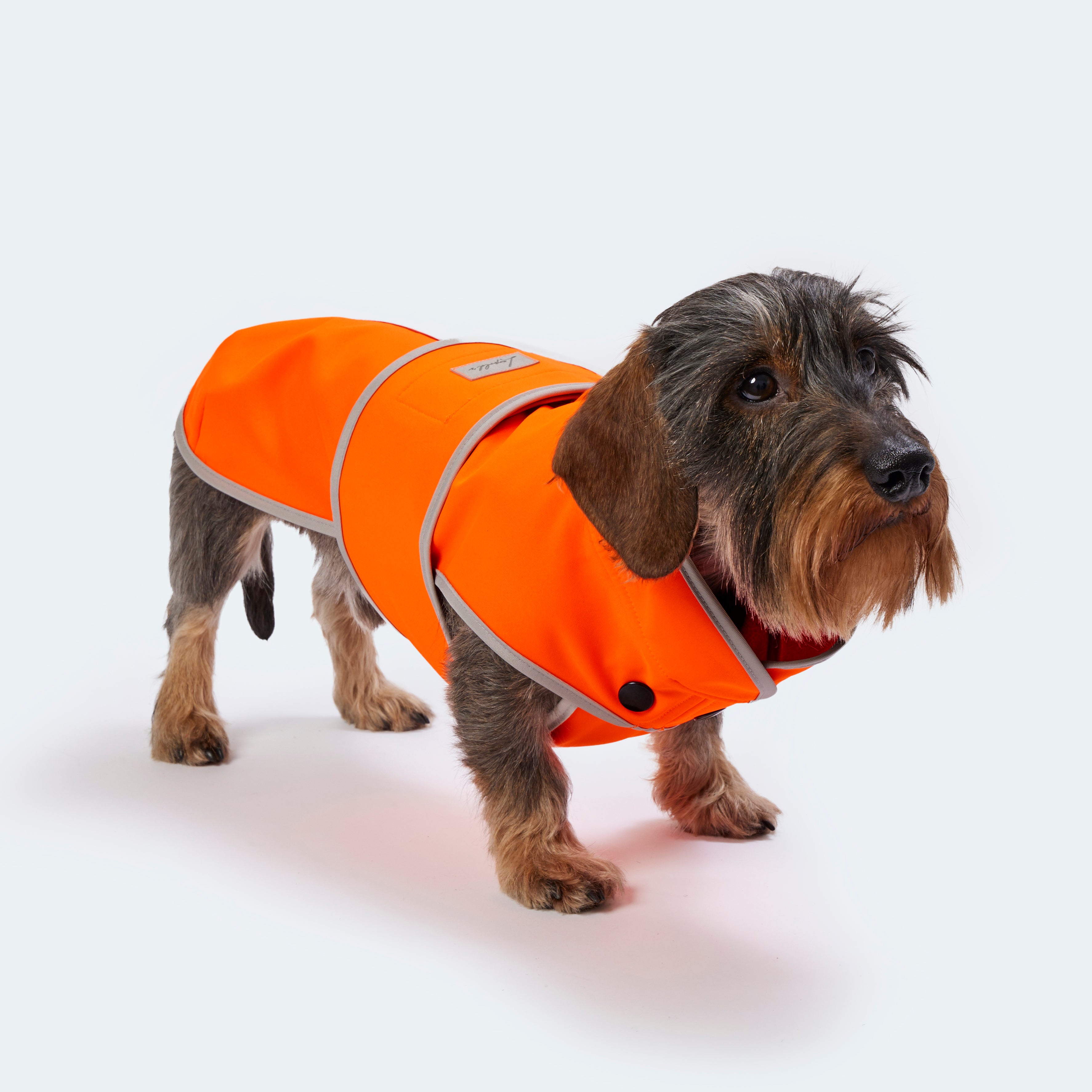 Softshellmantel Dackel & kleine Hunde orange