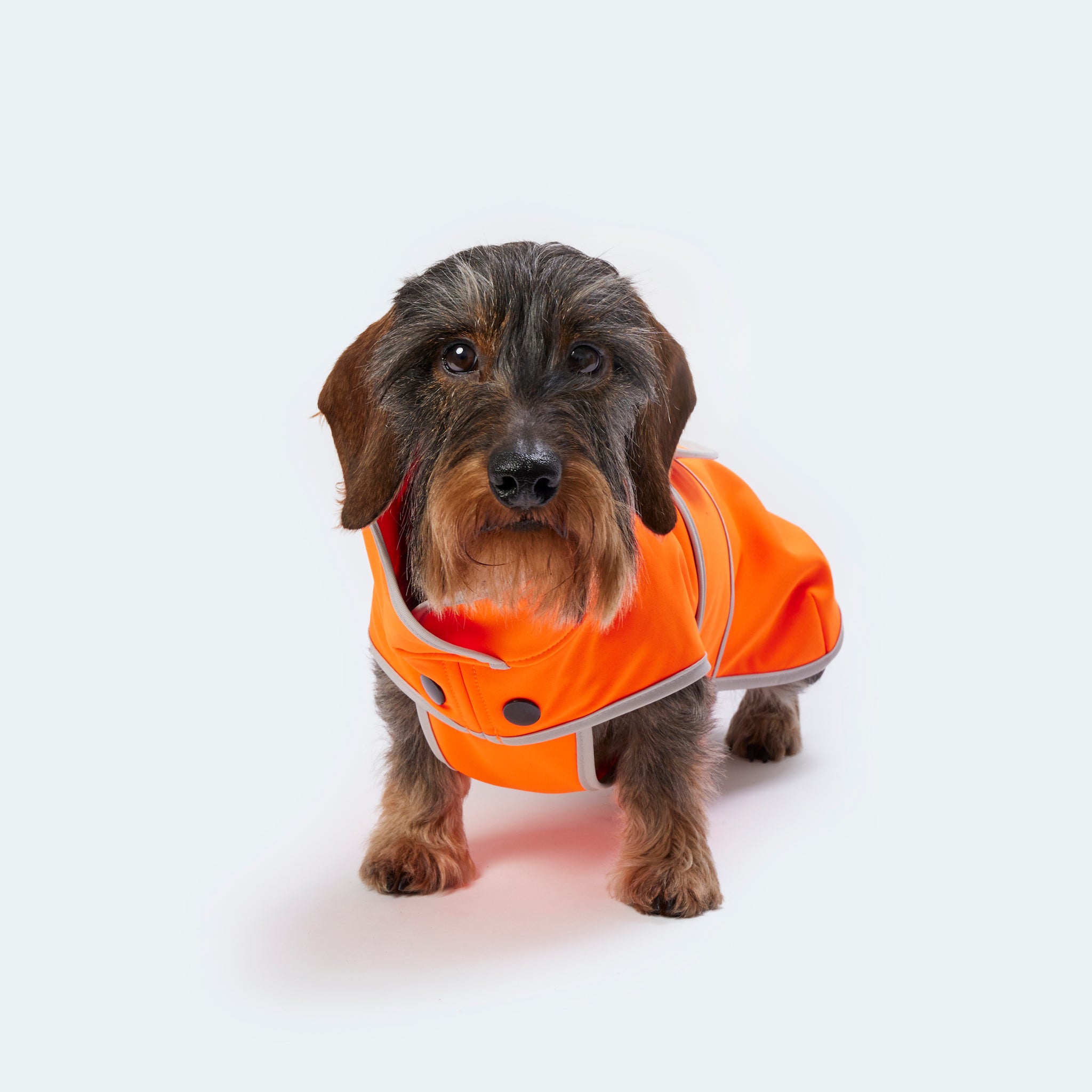 Hundemantel Dackel Softshell Handarbeit     - von Leopold's kaufen bei leopolds-finest