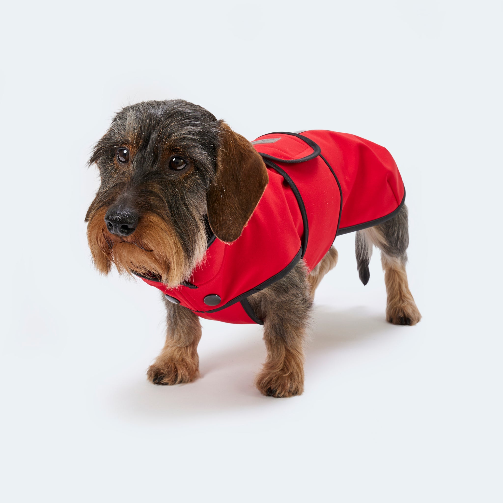 Hundemantel Dackel Softshell Handarbeit     - von Leopold's kaufen bei leopolds-finest