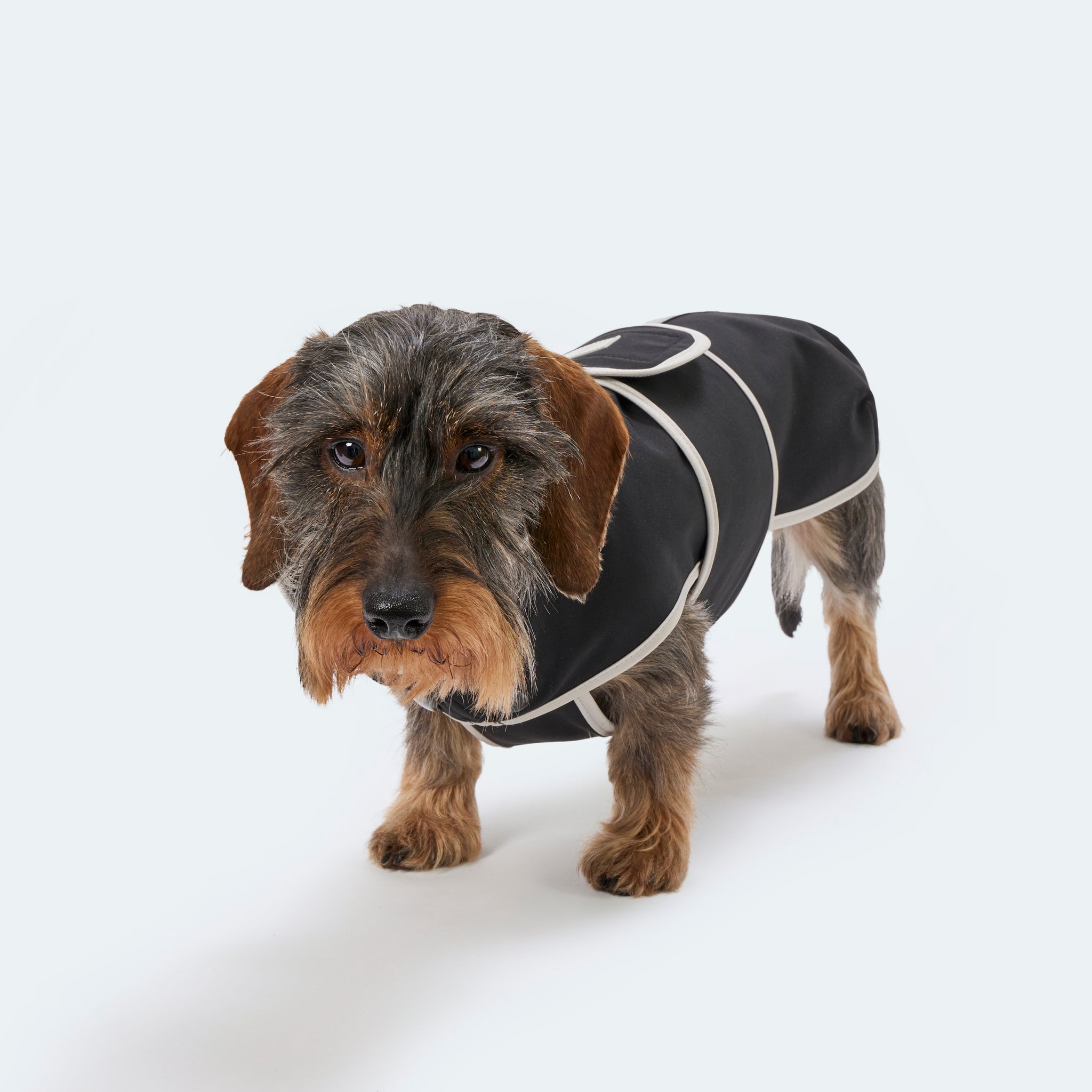 Hundemantel Dackel Softshell Handarbeit     - von Leopold's kaufen bei leopolds-finest