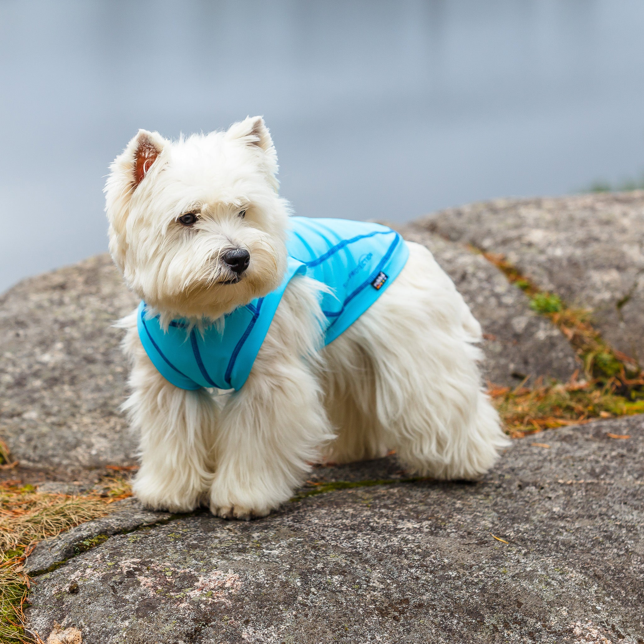 Hunde-UV-Shirt     - von rukka Pets kaufen bei leopolds-finest