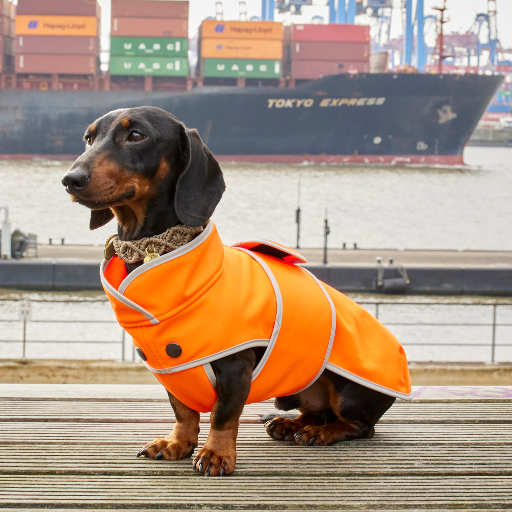 Hundemantel Dackel Softshell Handarbeit     - von Leopold's kaufen bei leopolds-finest