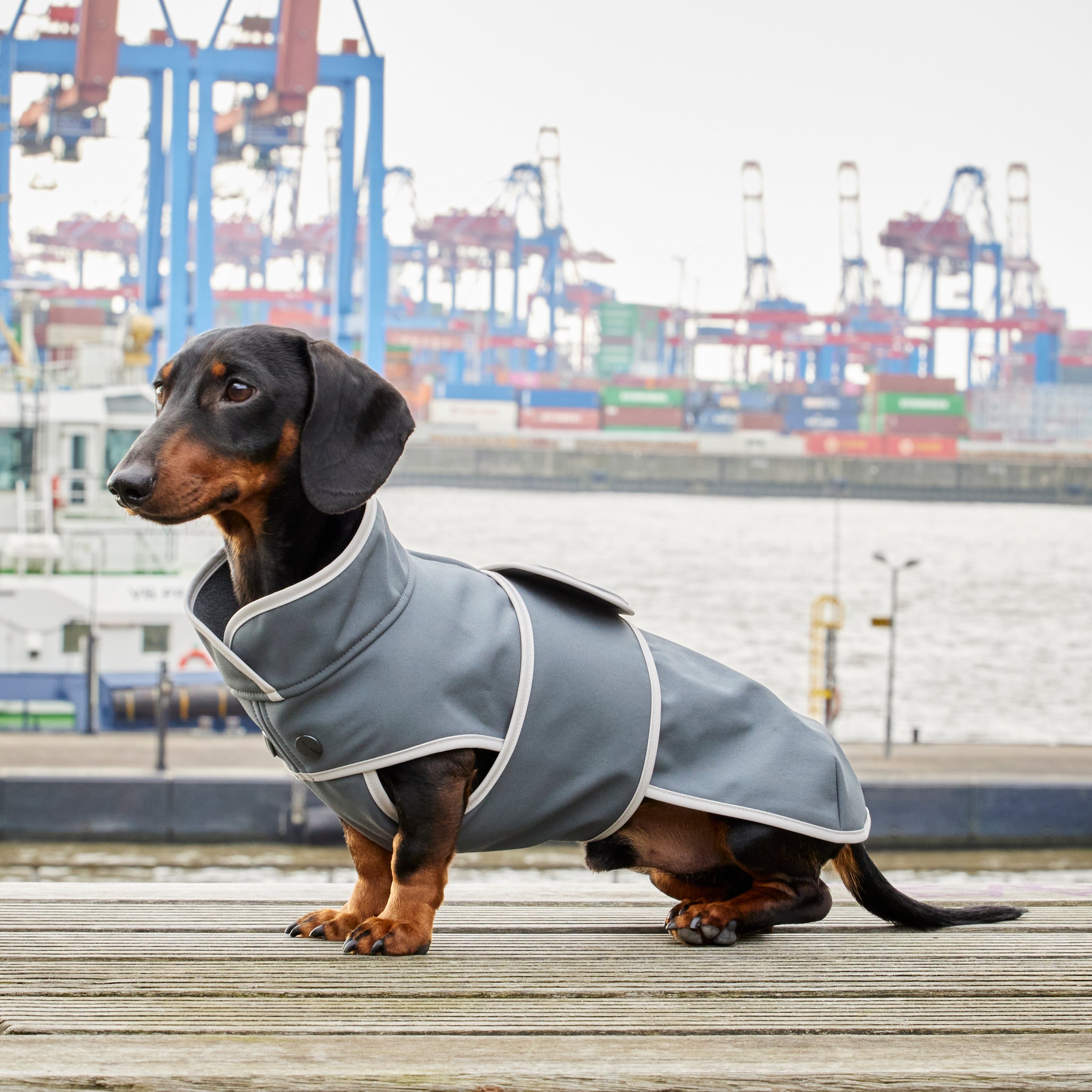 Hundemantel Dackel Softshell Handarbeit     - von Leopold's kaufen bei leopolds-finest