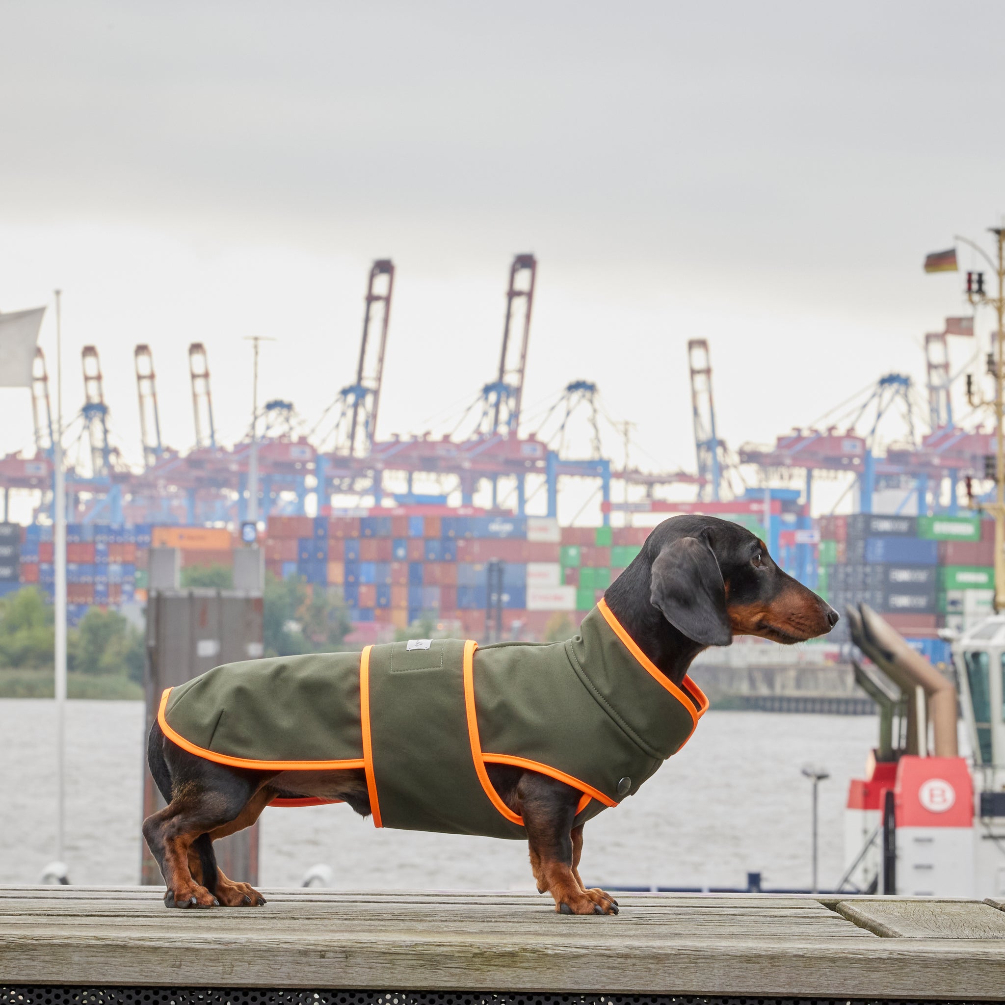 Hundemantel Dackel Softshell Handarbeit     - von Leopold's kaufen bei leopolds-finest