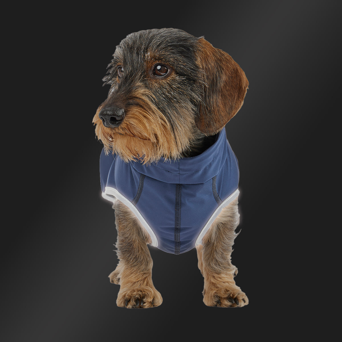 Leopold's Finest | Dackel trägt Hunde Regenmantel Active in dunkelblau für Dackel und kleine Hunde mit Reflexstreifen als Umrandung Sicht von vorne