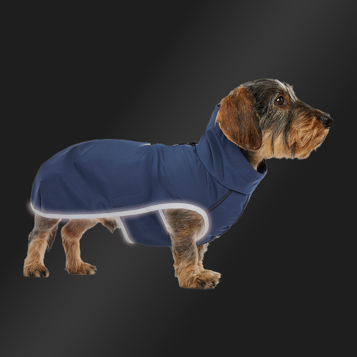 Leopold's Finest | Dackel trägt Hunde Regenmantel Active in dunkelblau für Dackel und kleine Hunde mit Reflexstreifen als Umrandung 