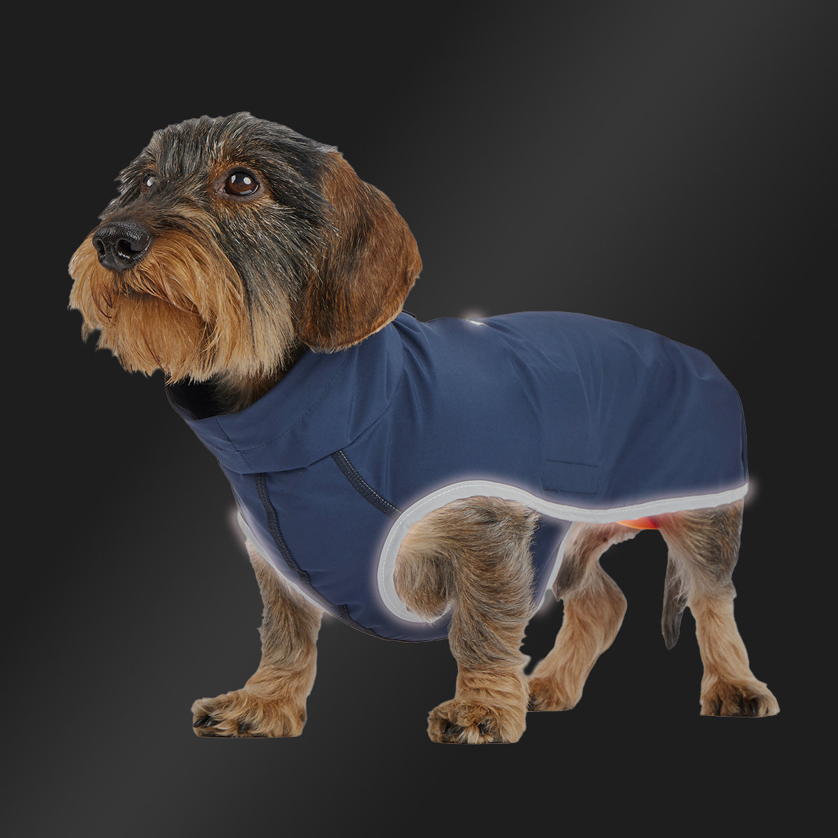Leopold's Finest | Dackel trägt Hunde Regenmantel Active in dunkelblau für Dackel und kleine Hunde mit Reflexstreifen als Umrandung Seitenansicht