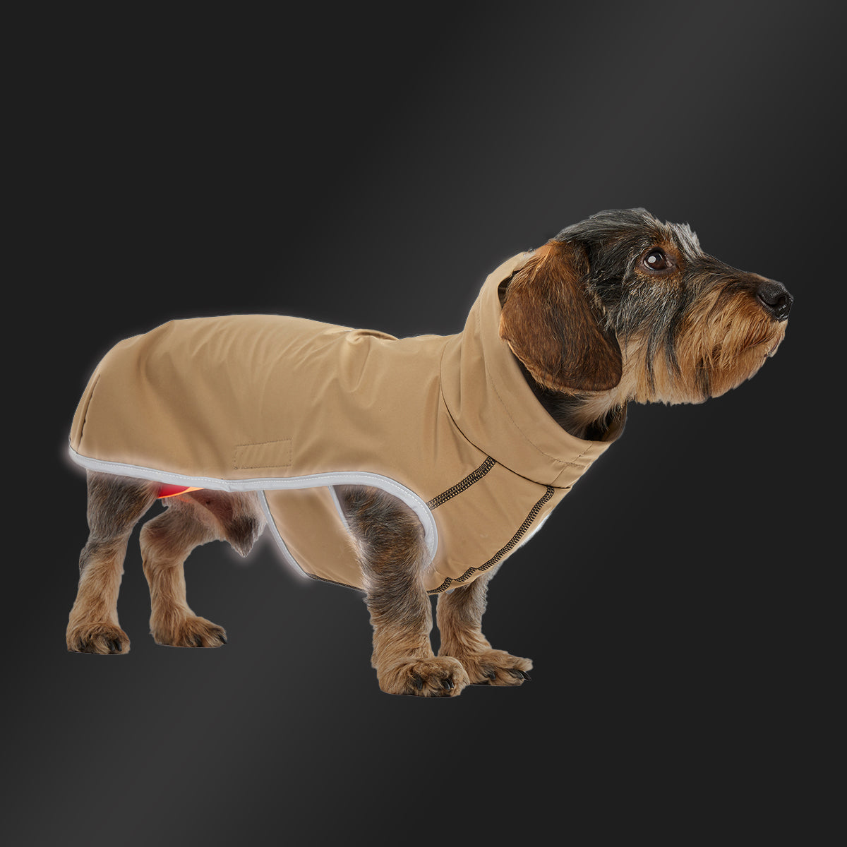 Leopold's Finest | Dackel trägt Hunde Regenmantel Active in camel für Dackel und kleine Hunde mit Reflexstreifen als Umrandung 