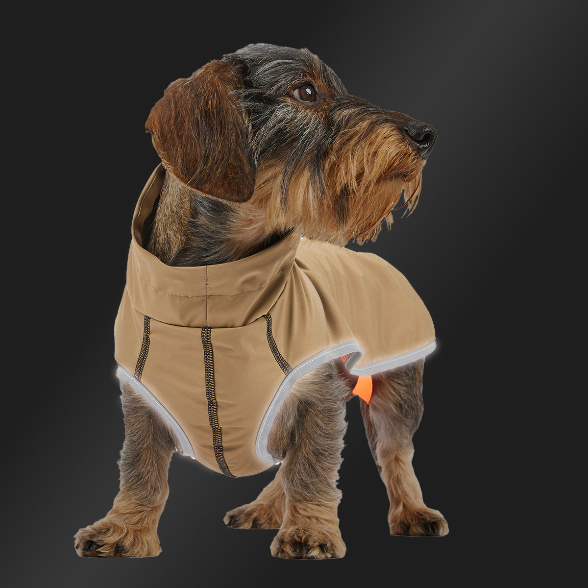 Leopold's Finest | Dackel trägt Hunde Regenmantel Active in camel für Dackel und kleine Hunde mit Reflexstreifen als Umrandung 