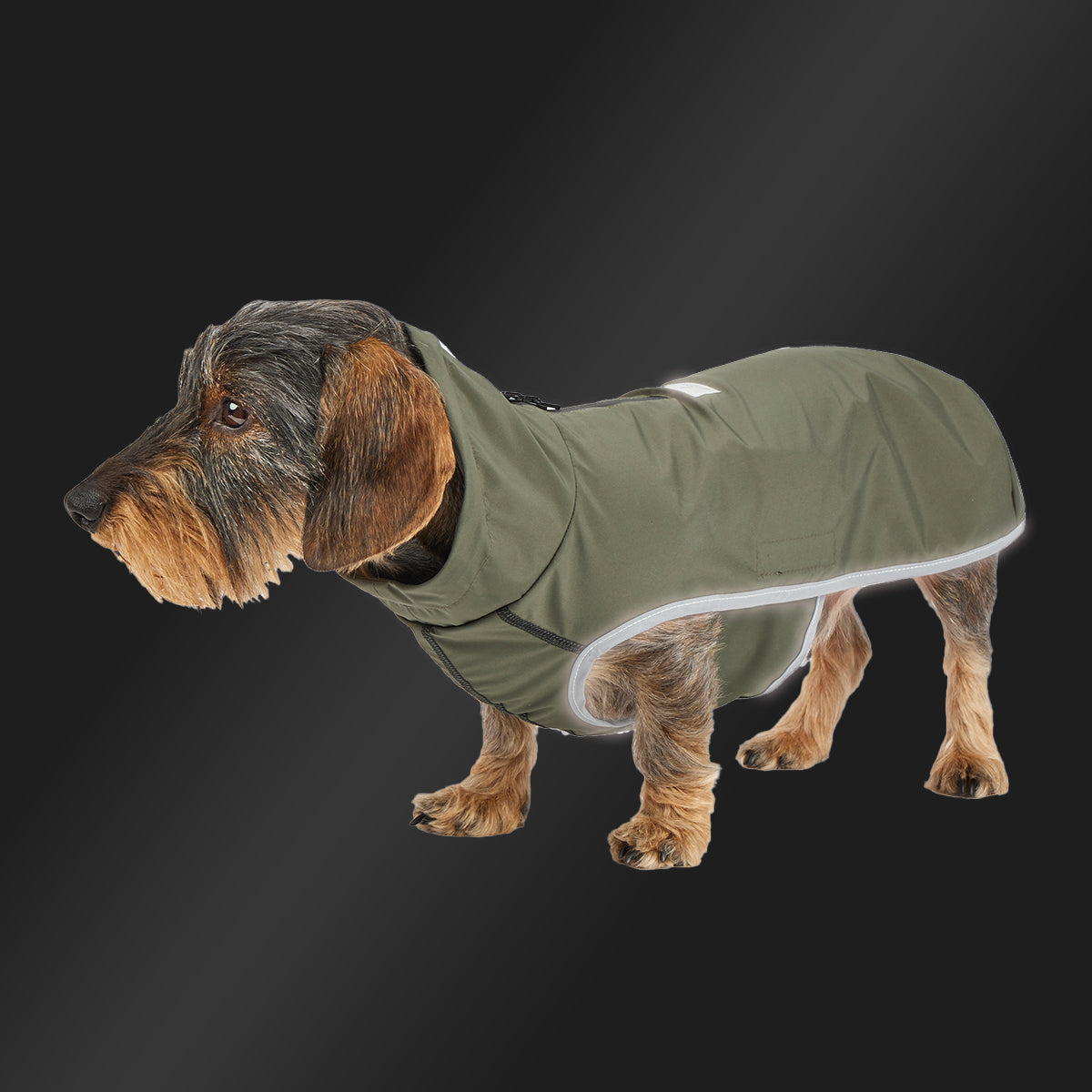Leopold's Finest | Dackel trägt Hunde Regenmantel Active in oliv für Dackel und kleine Hunde mit Reflexstreifen als Umrandung Seitenansicht