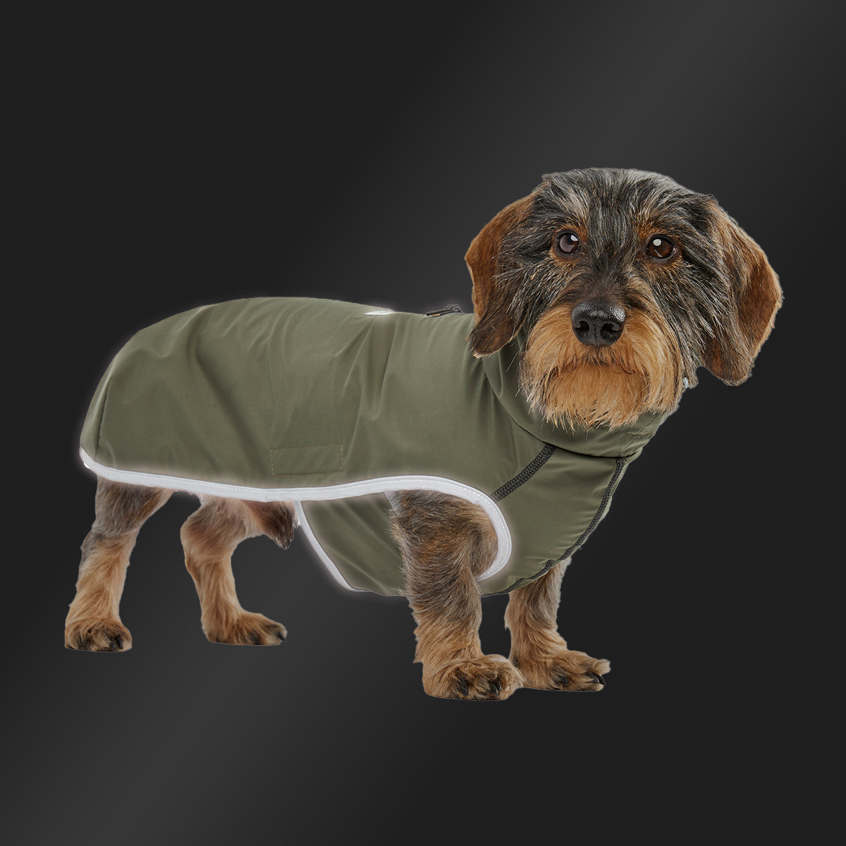 Leopold's Finest | Dackel trägt Hunde Regenmantel Active in oliv für Dackel und kleine Hunde mit Reflexstreifen als Umrandung 