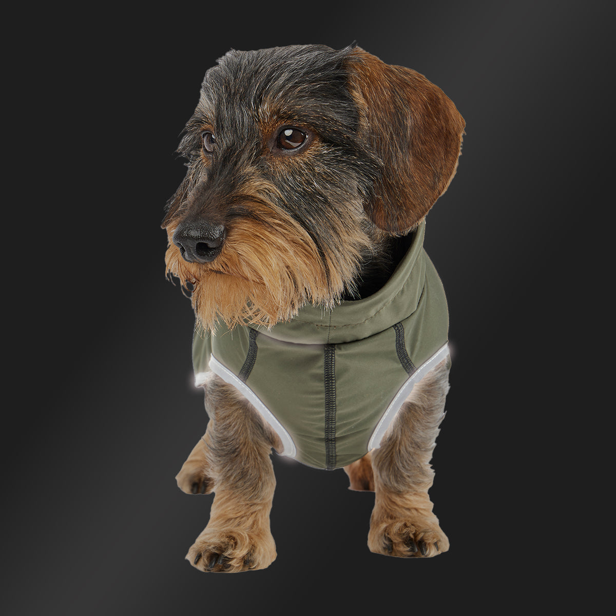 Leopold's Finest | Dackel trägt Hunde Regenmantel Active in oliv für Dackel und kleine Hunde mit Reflexstreifen als Umrandung  Sicht von vorne