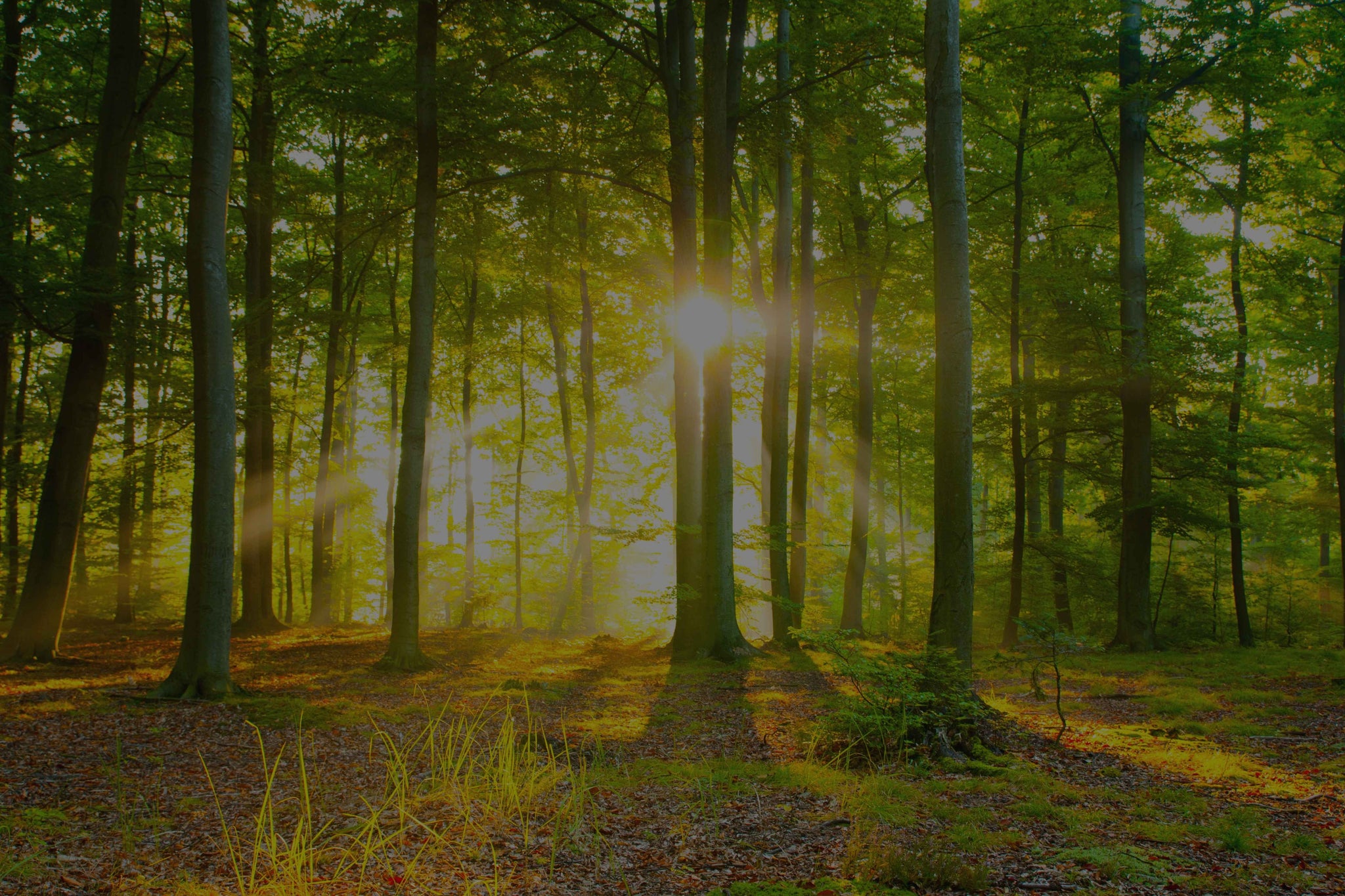 Wald mit Bäumen und Laub. Die Sonne scheint durch