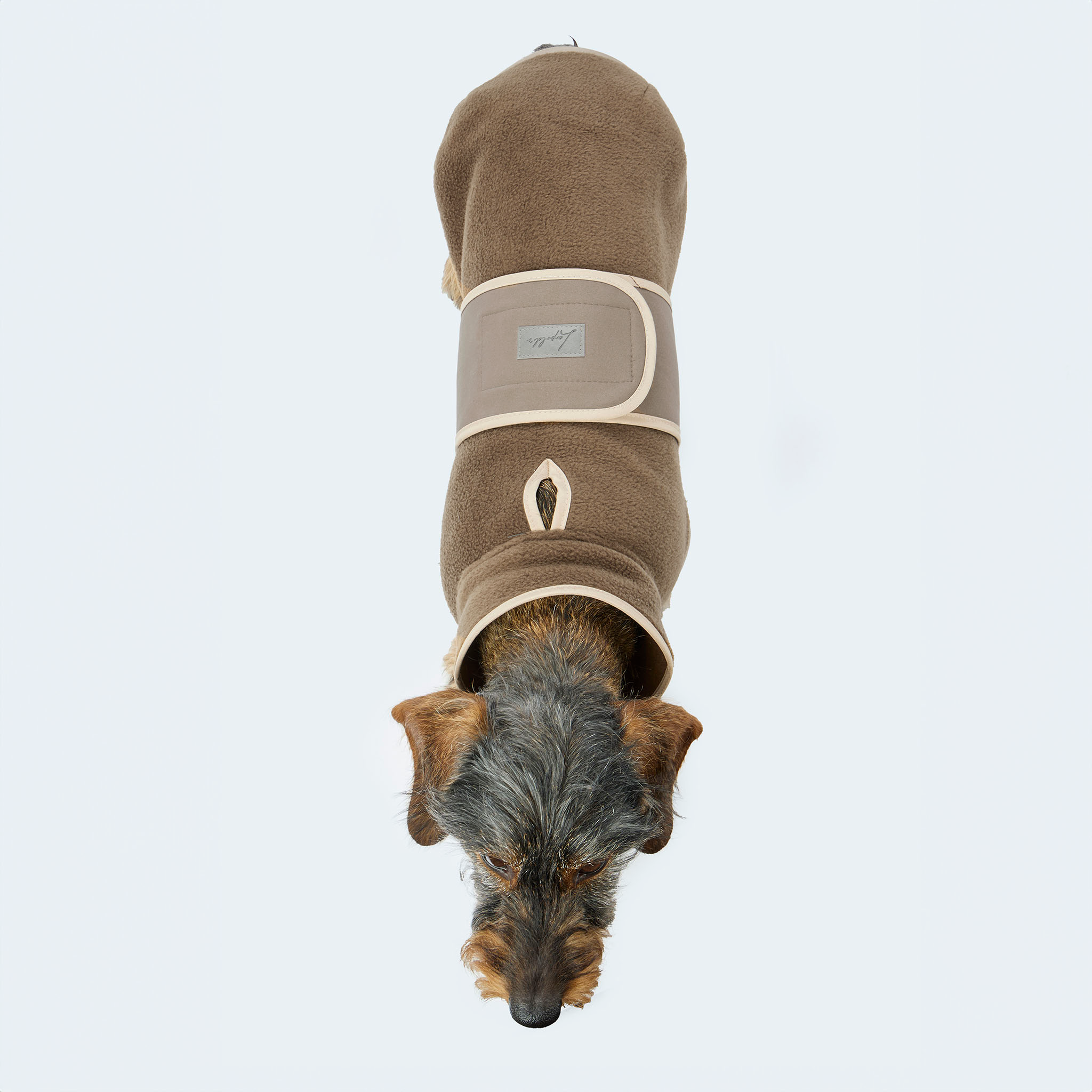 Leopold's Finest | Dackel trägt Hundemantel Fleece in Braun mit Softshellbrustlatz Sicht von oben für Dackel und kleine Hunde
