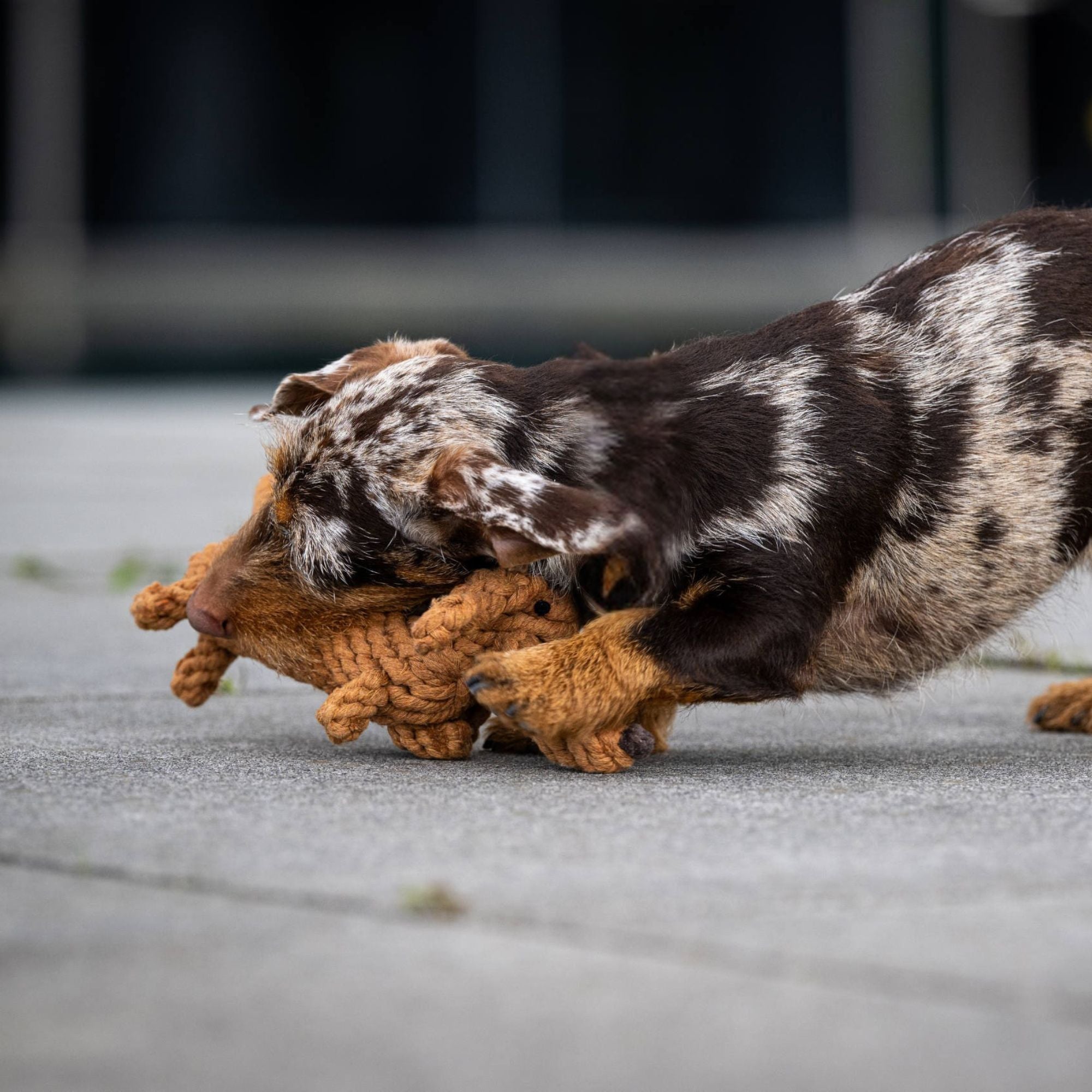 Dackel spielt mit Hundespielzeug aus Tau Dackel