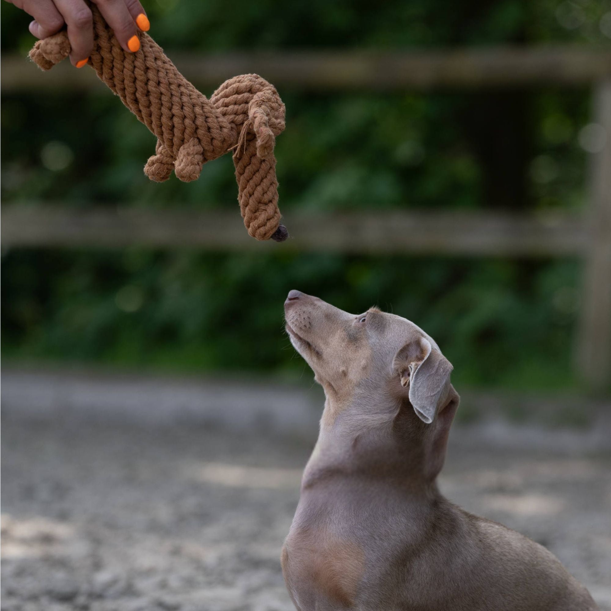 grauer Dackel und Hundespielzeug aus Tau Dackel