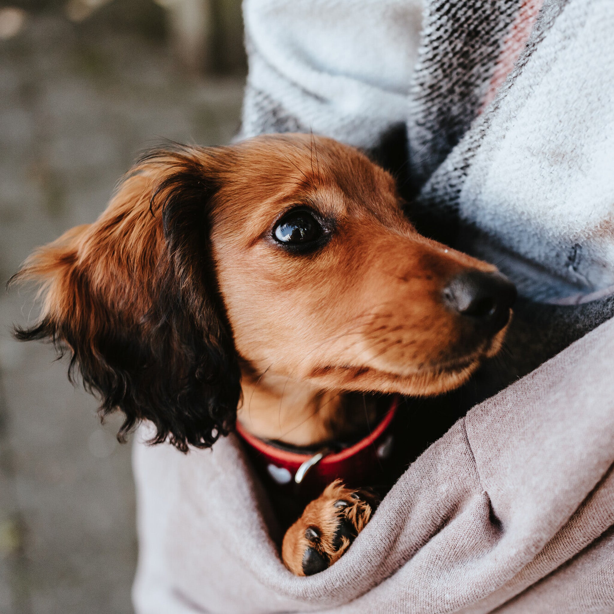 Hundetasche kleine Hunde     - von Hunter kaufen bei leopolds-finest