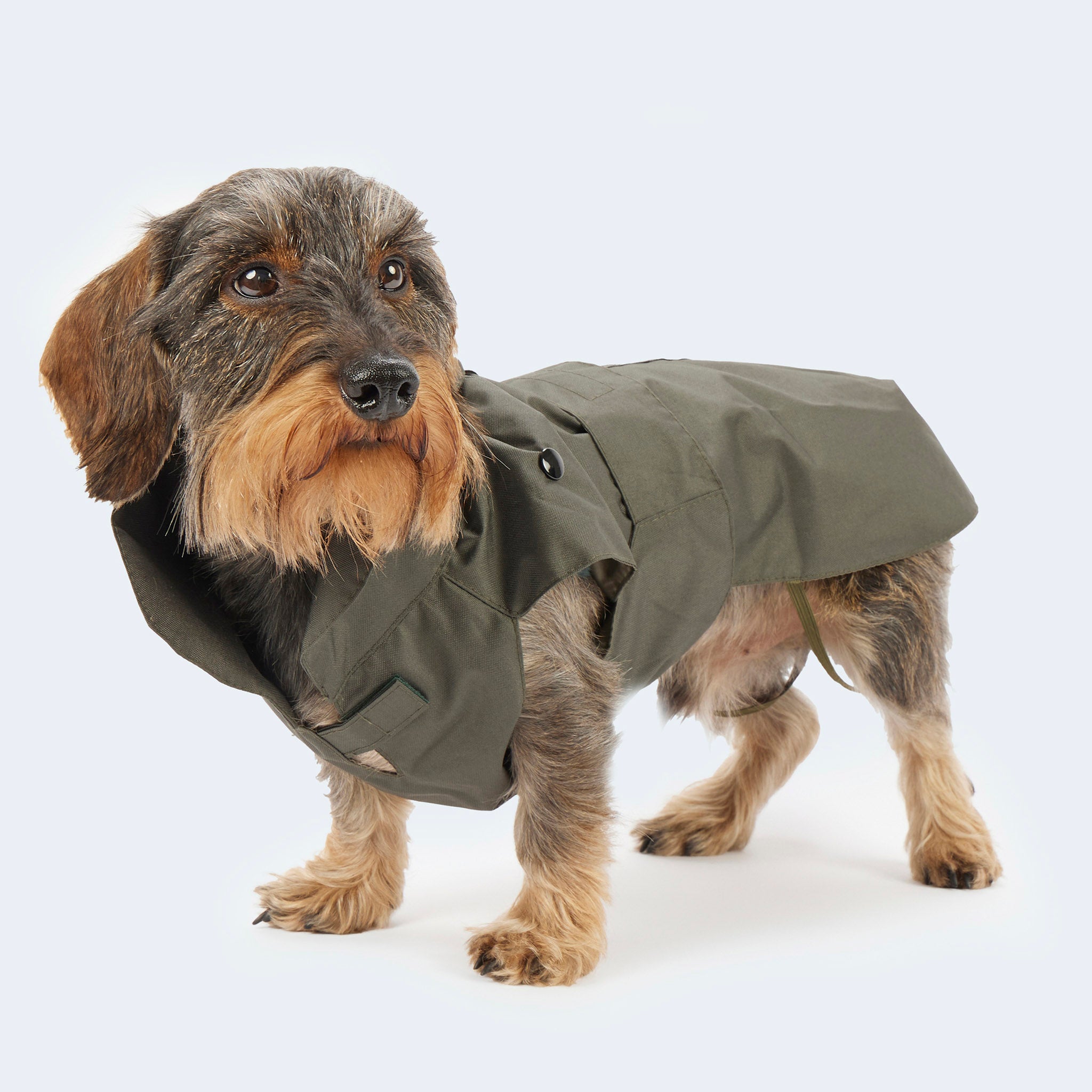 Regen- und Wintermantel für Dackel und kleine Hunde