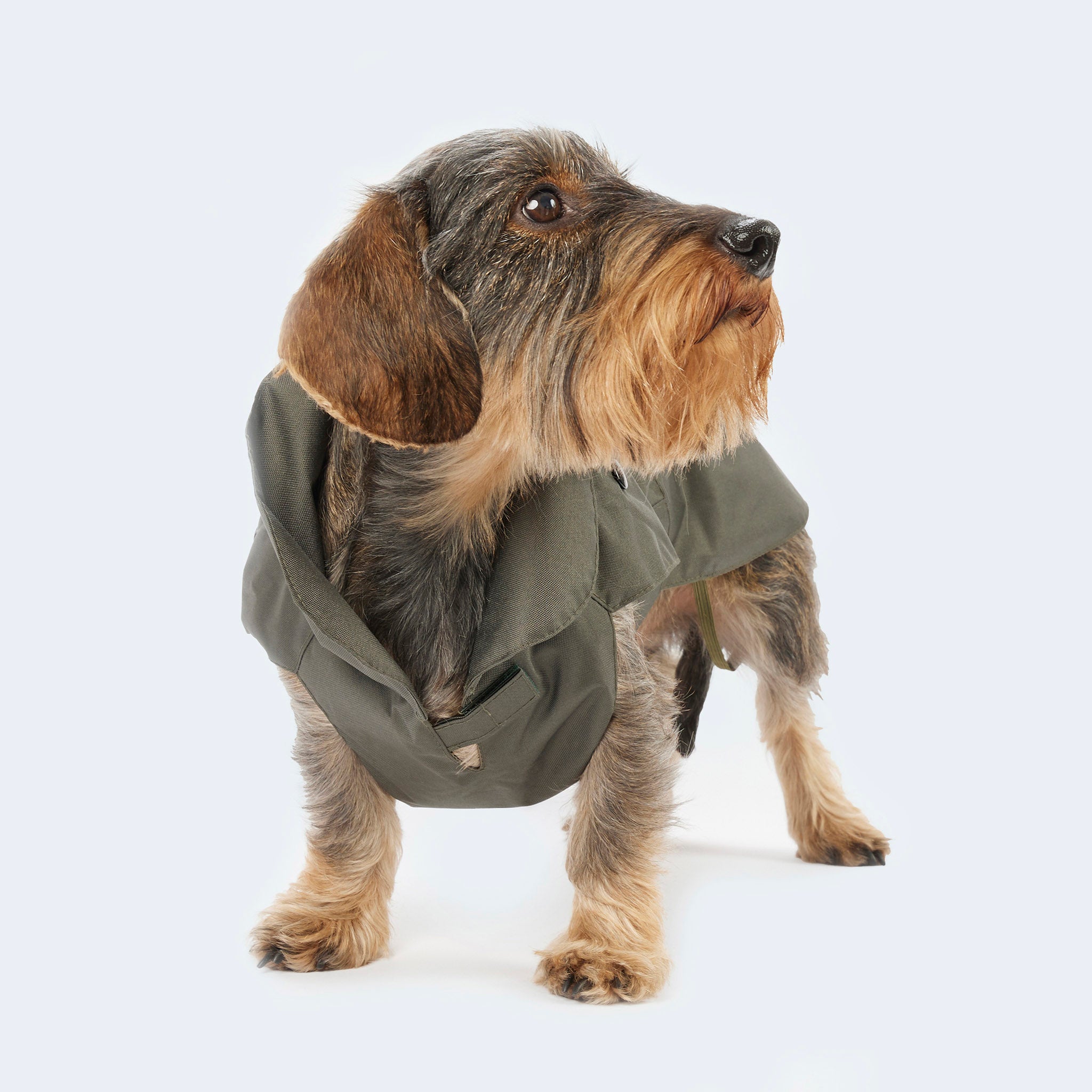 Regen- und Wintermantel für Dackel und kleine Hunde