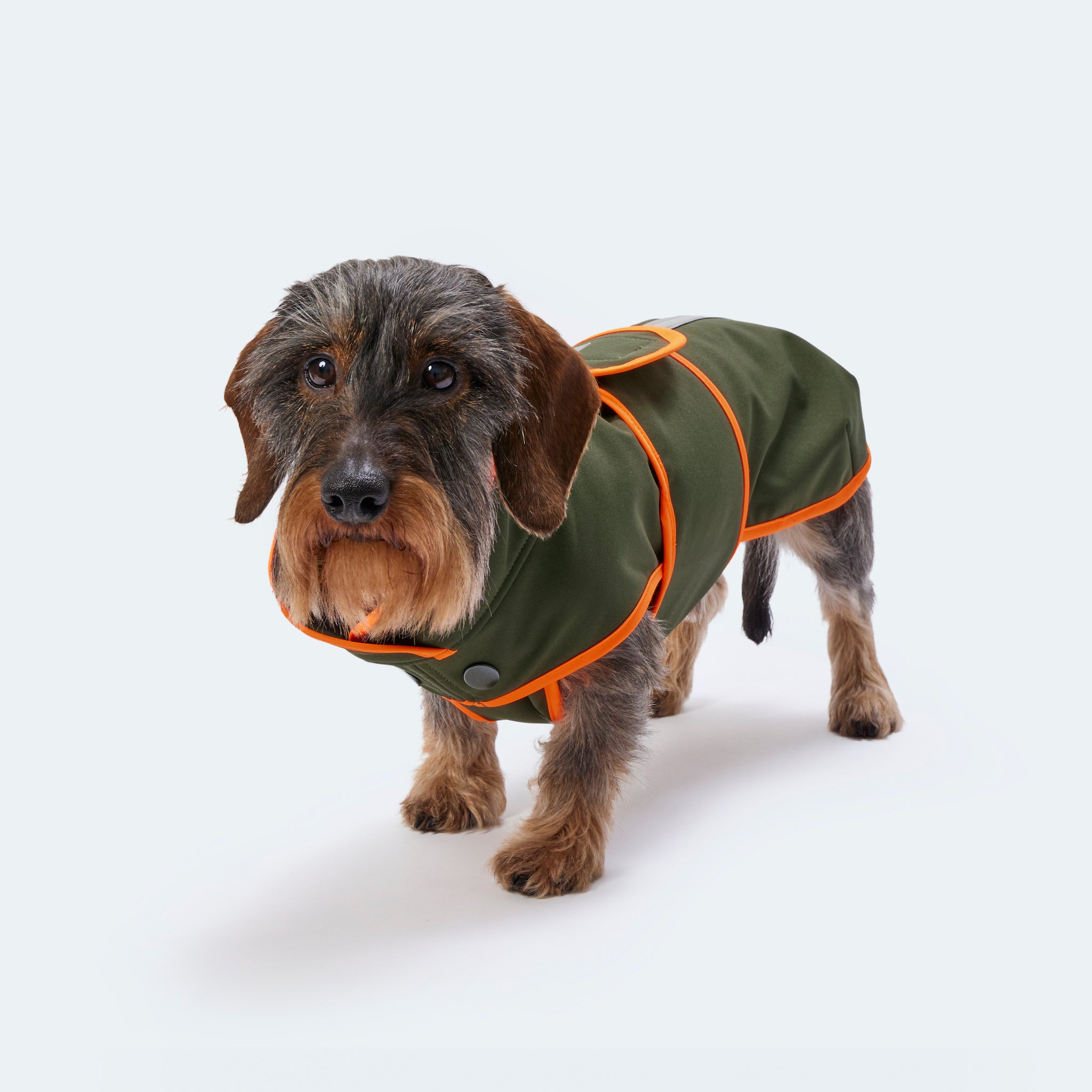 Hundemantel Dackel Softshell Handarbeit     - von Leopold's kaufen bei leopolds-finest