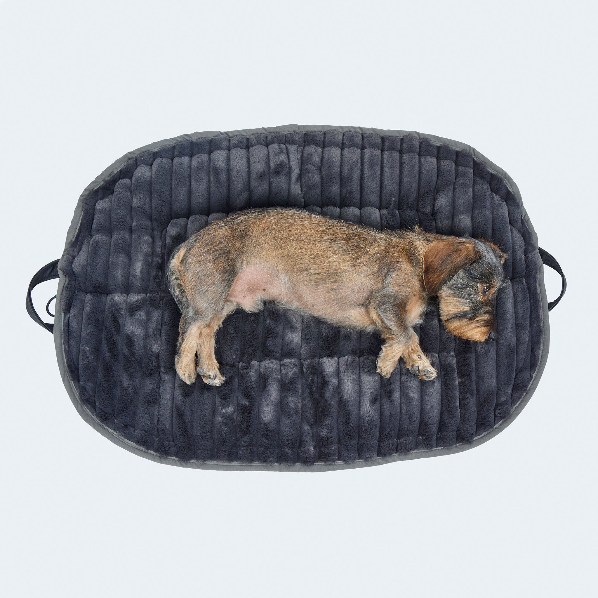 Leopold's Finest | Dackel auf weichem Hundekissen Cosy Cloud in aufgeklappter Form in anthrazit. Ansicht von oben.