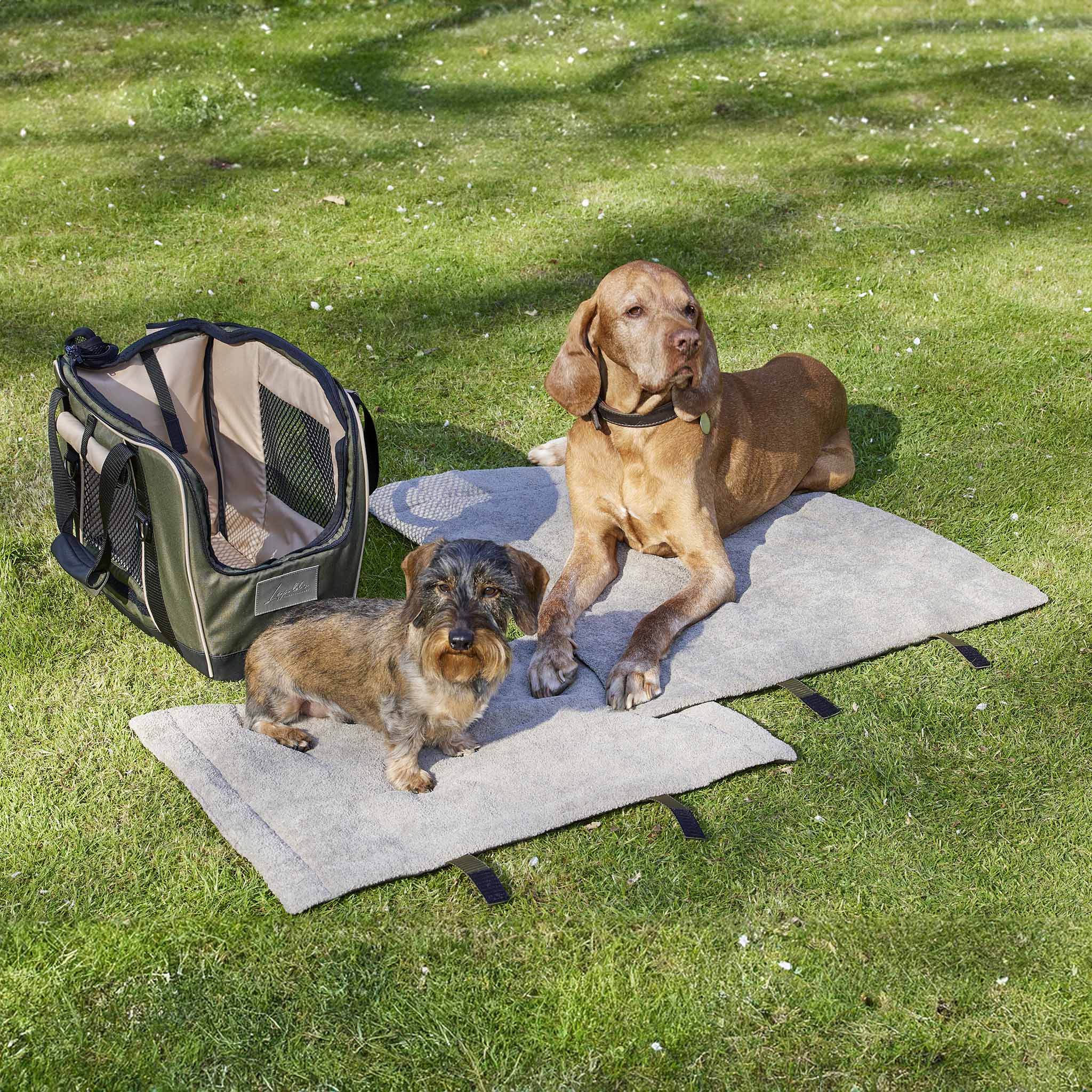 Das Bild ist im freien Aufgenommen. Fahrradtasche für Hunde in liv mit Dackel auf der Hundematte in S und ein Magia Vizla auf der Leopold's Hundematte in M