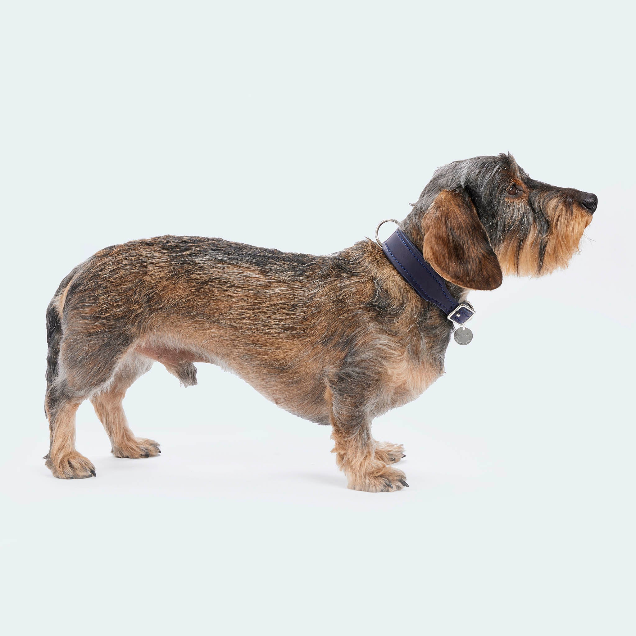 Leopold's Finest | Dackel trägt Hundehalsband Leder dunkelblau mit Karabiner aus Metall für Dackel und kleine Hunde