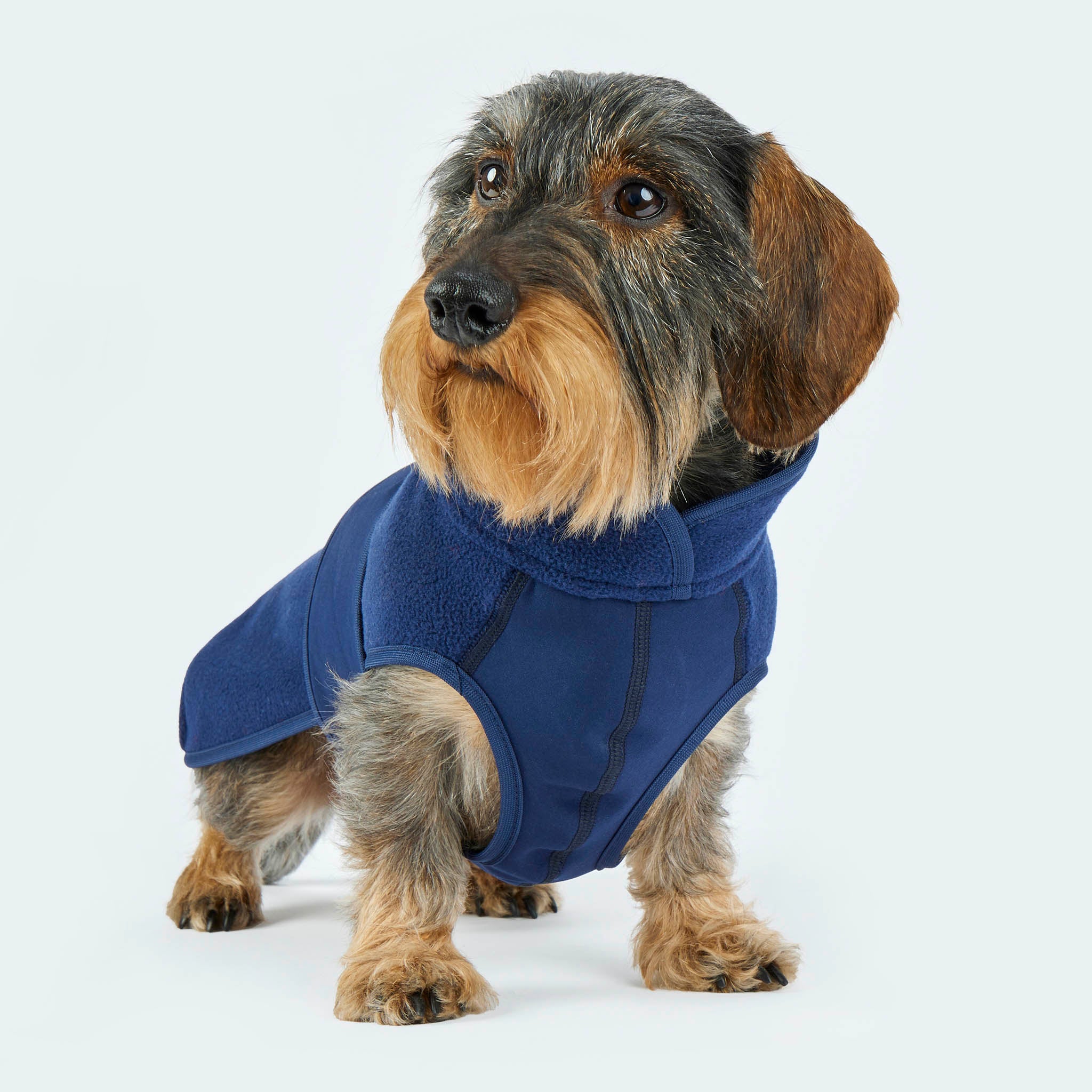 Leopold's Finest | Dackel sitzt und trägt Hundemantel Fleece in Dunkelblau mit Softshellbrustlatz für Dackel und kleine Hunde