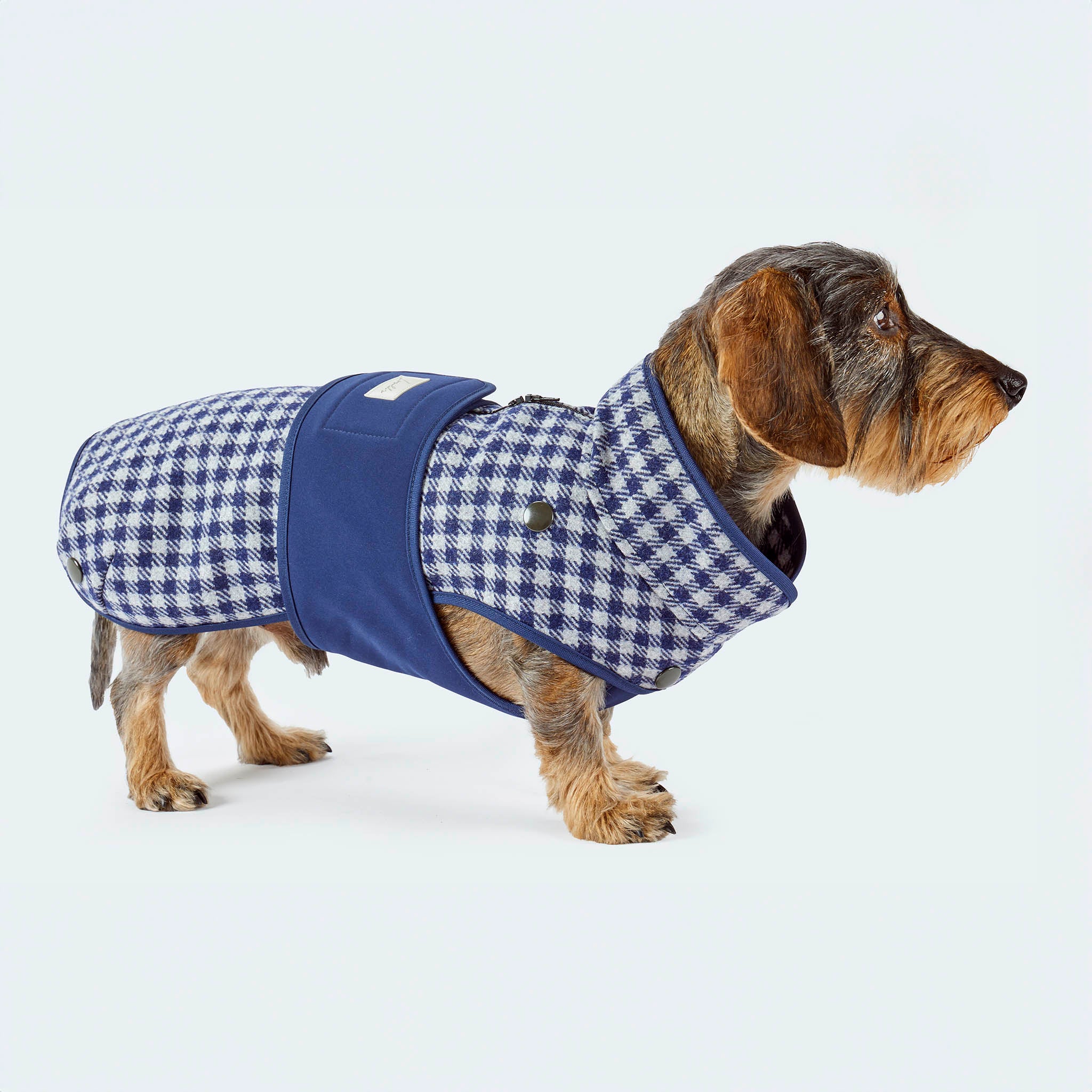 Leopold's Finest | Dackel trägt Hundemantel aus Wolle mit Vichy Karo-Muster in blau für Dackel und kleine Hunde 