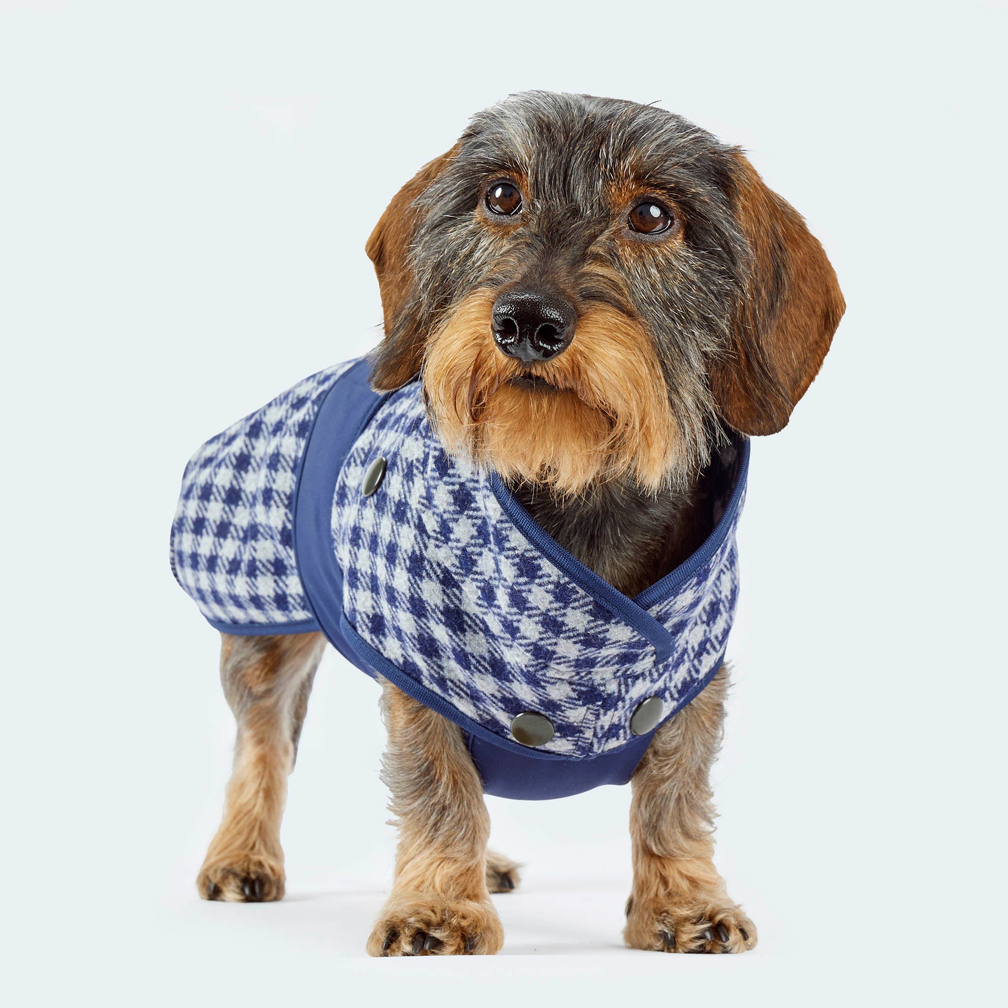 Leopold's Finest | Dackel trägt Hundemantel aus Wolle mit Vichy Karo-Muster in blau für Dackel und kleine Hunde Vorderseite