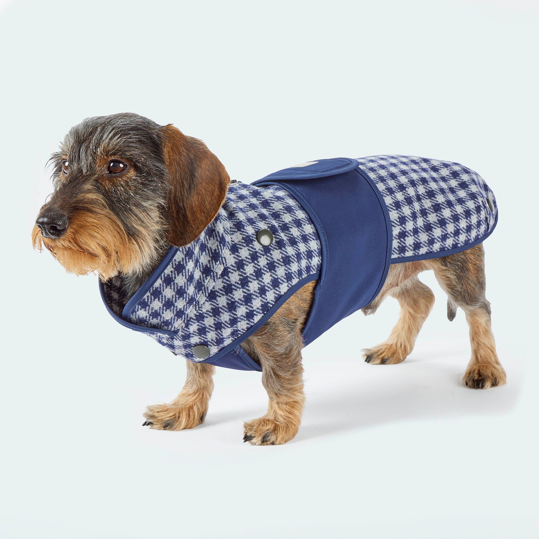 Leopold's Finest | Dackel trägt Hundemantel aus Wolle mit Vichy Karo-Muster in blau für Dackel und kleine Hunde Seitenansicht