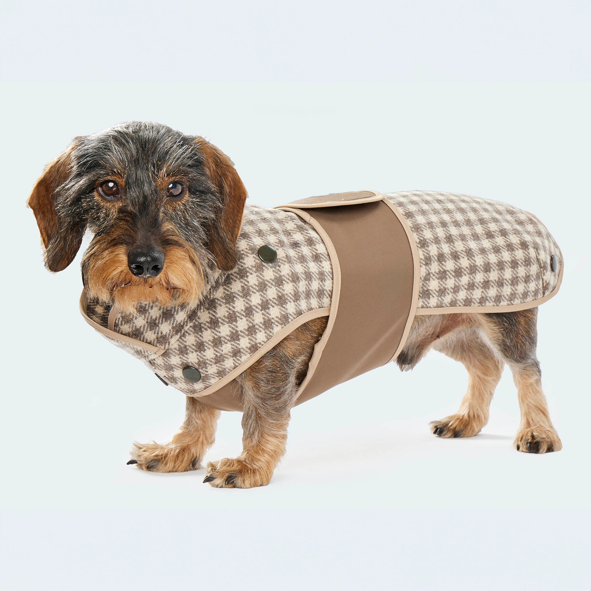 Leopold's Finest | Dackel trägt Wollmantel für Dackel und kleine Hunde im beigen Vichykaro-Muster mit Curly-Innenfutter und Softshell-Brustlatz. Seitenansicht