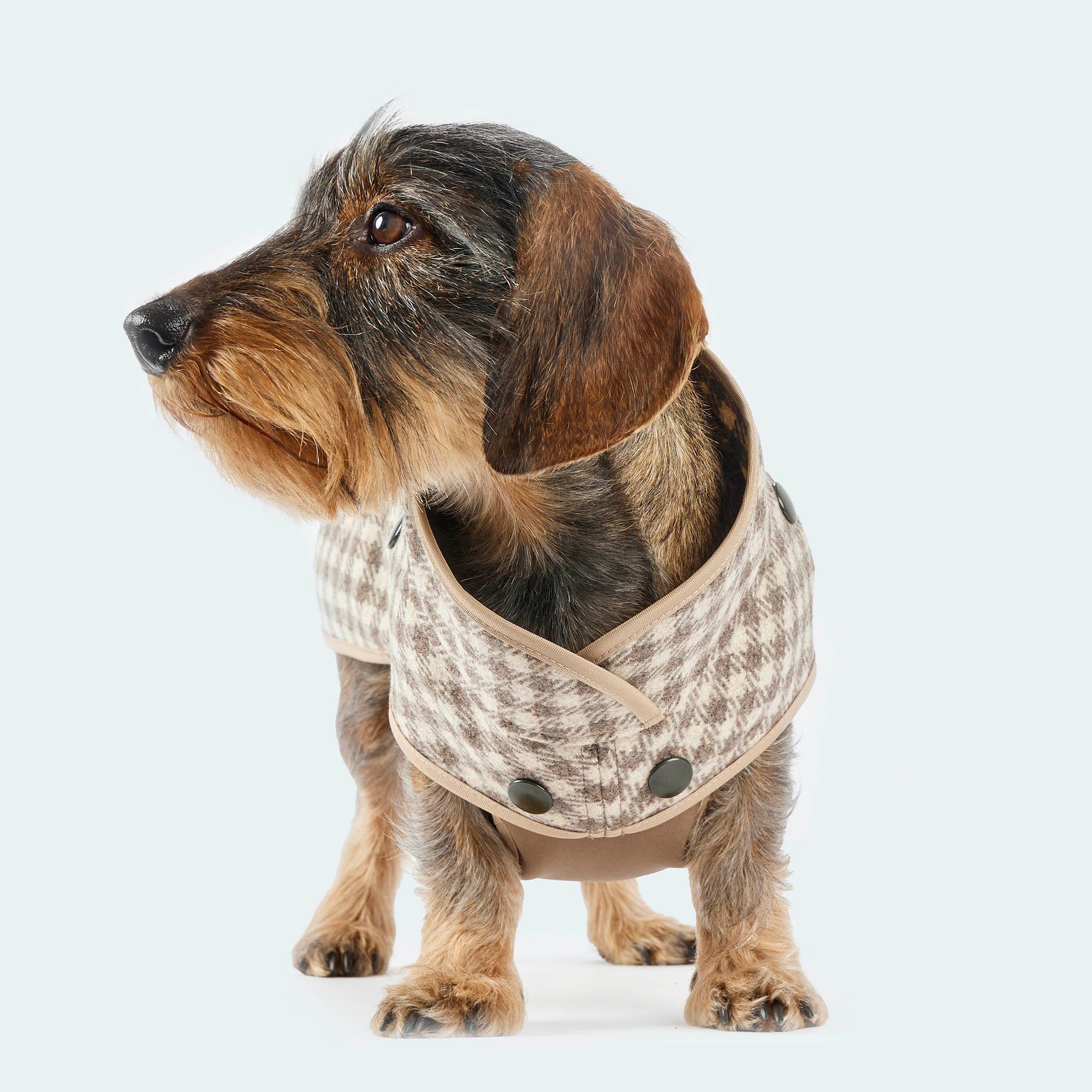 Leopold's Finest | Dackel trägt Wollmantel für Dackel und kleine Hunde im beigen Vichykaro-Muster mit Curly-Innenfutter und Softshell-Brustlatz. Sicht von vorne