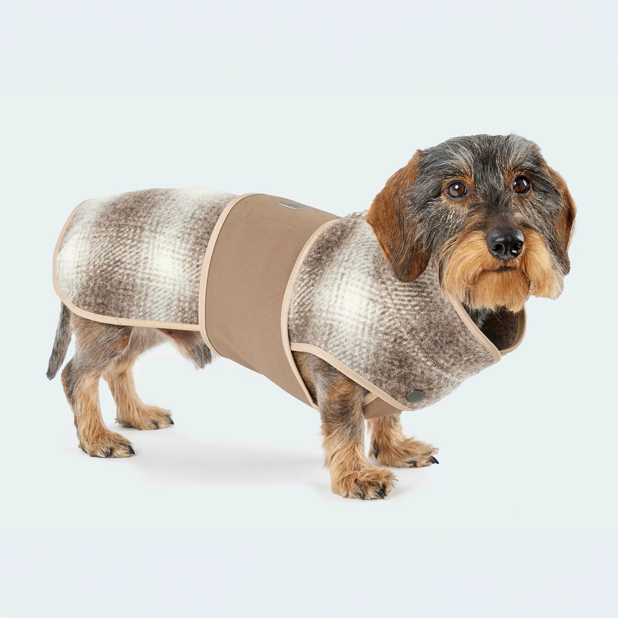 Leopold's Finest | Dackel trägt ungefütterten Lodenmantel in braunem Karo Muster mit braunem austauschbarem Ersatz Softshell Brustlatz für Dackel und kleine Hunde